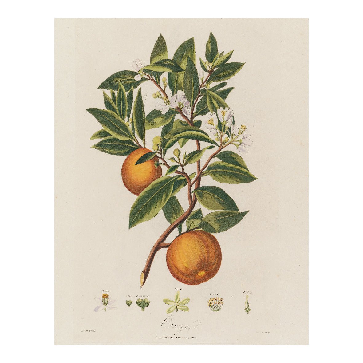 Decorative "Anatomy of the Blue Egyptian Water - Lily" by Robert John Thornton Poster | High - Quality Print | Repositionable Adhesive - Pasquín