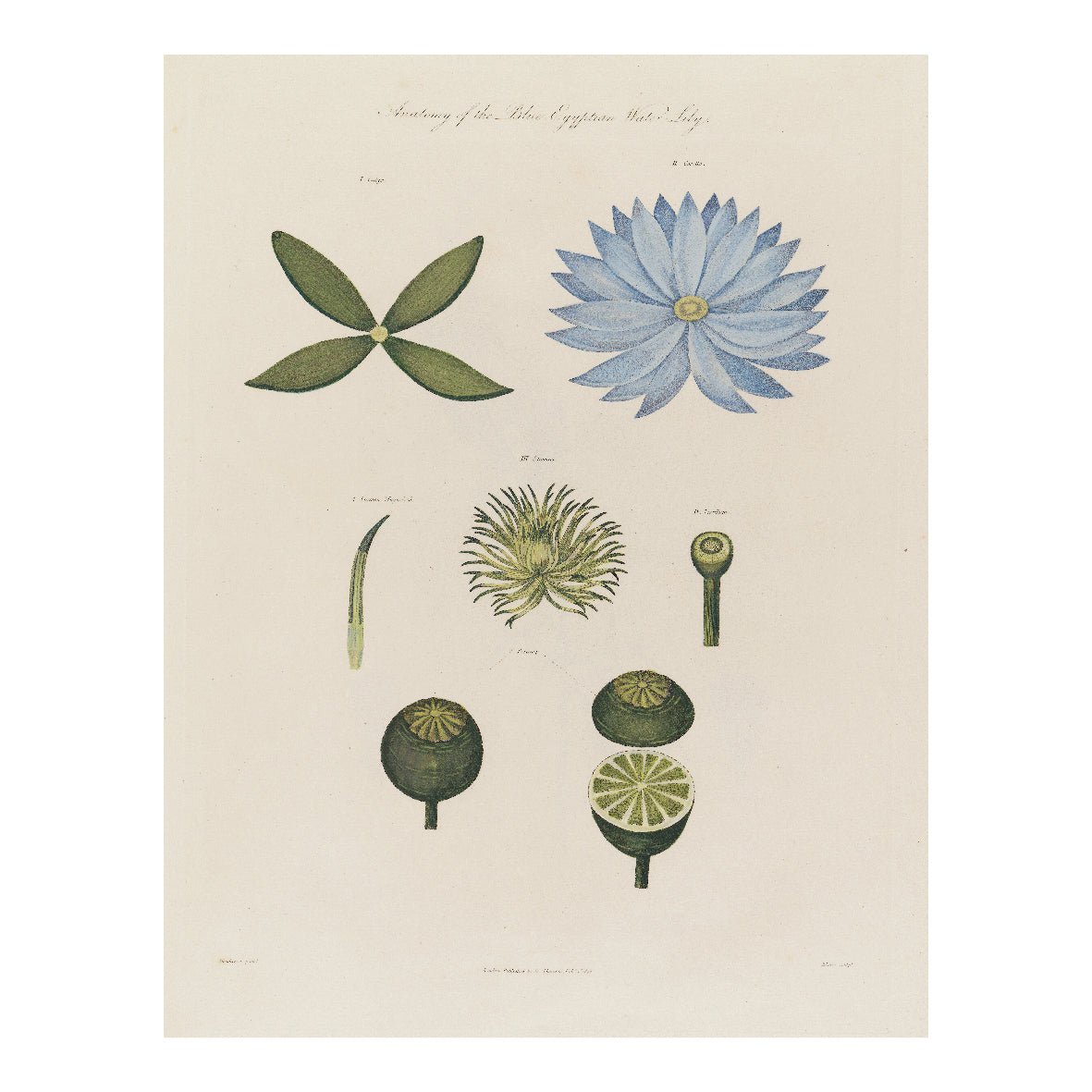 Decorative "Blue Lily Vintage" Poster | High - Quality Print | Repositionable Adhesive - Pasquín