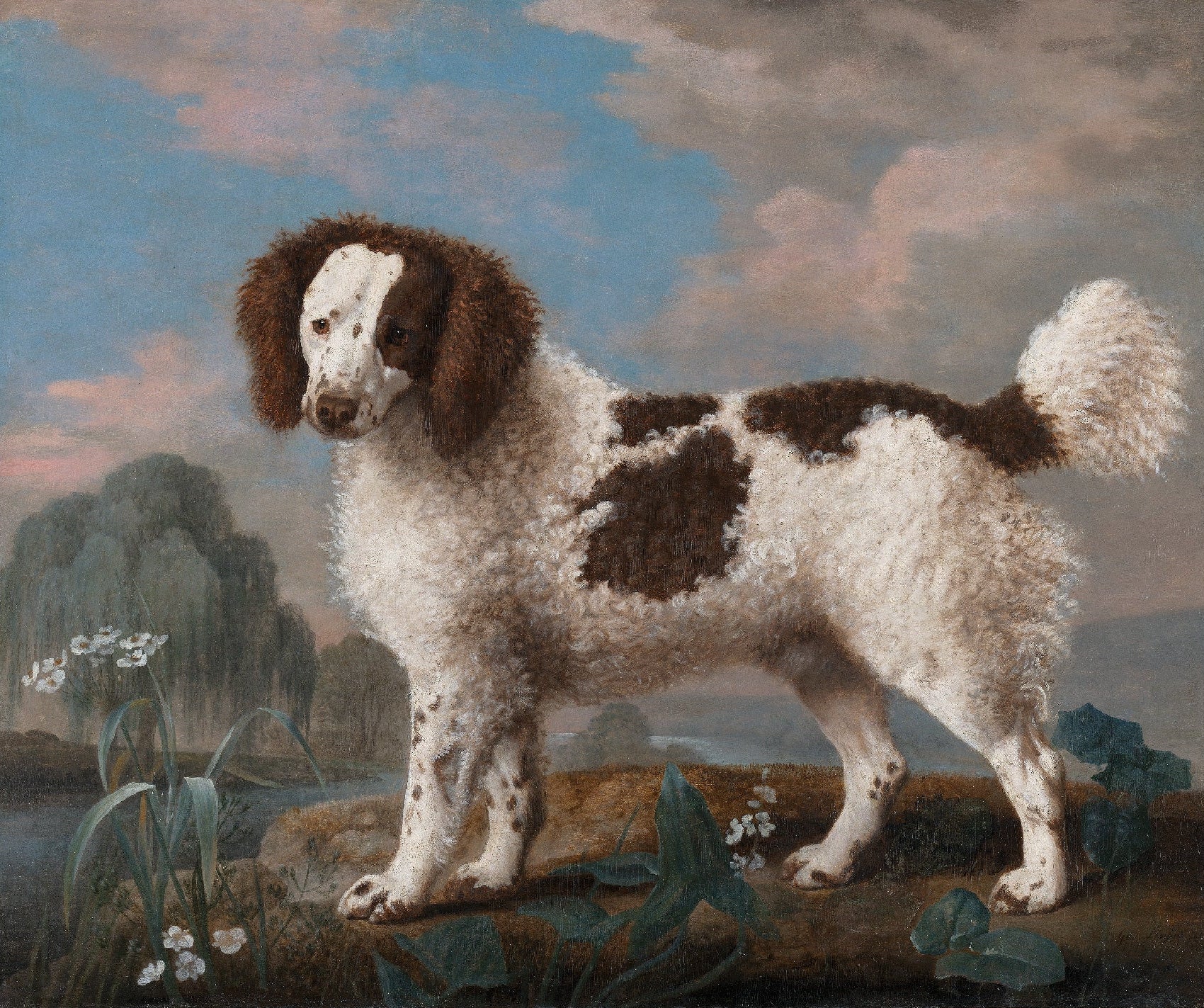 Decorative "Brown and White Norfolk or Water Spaniel" by George Stubbs Poster | High - Quality Print | Repositionable Adhesive - Pasquín