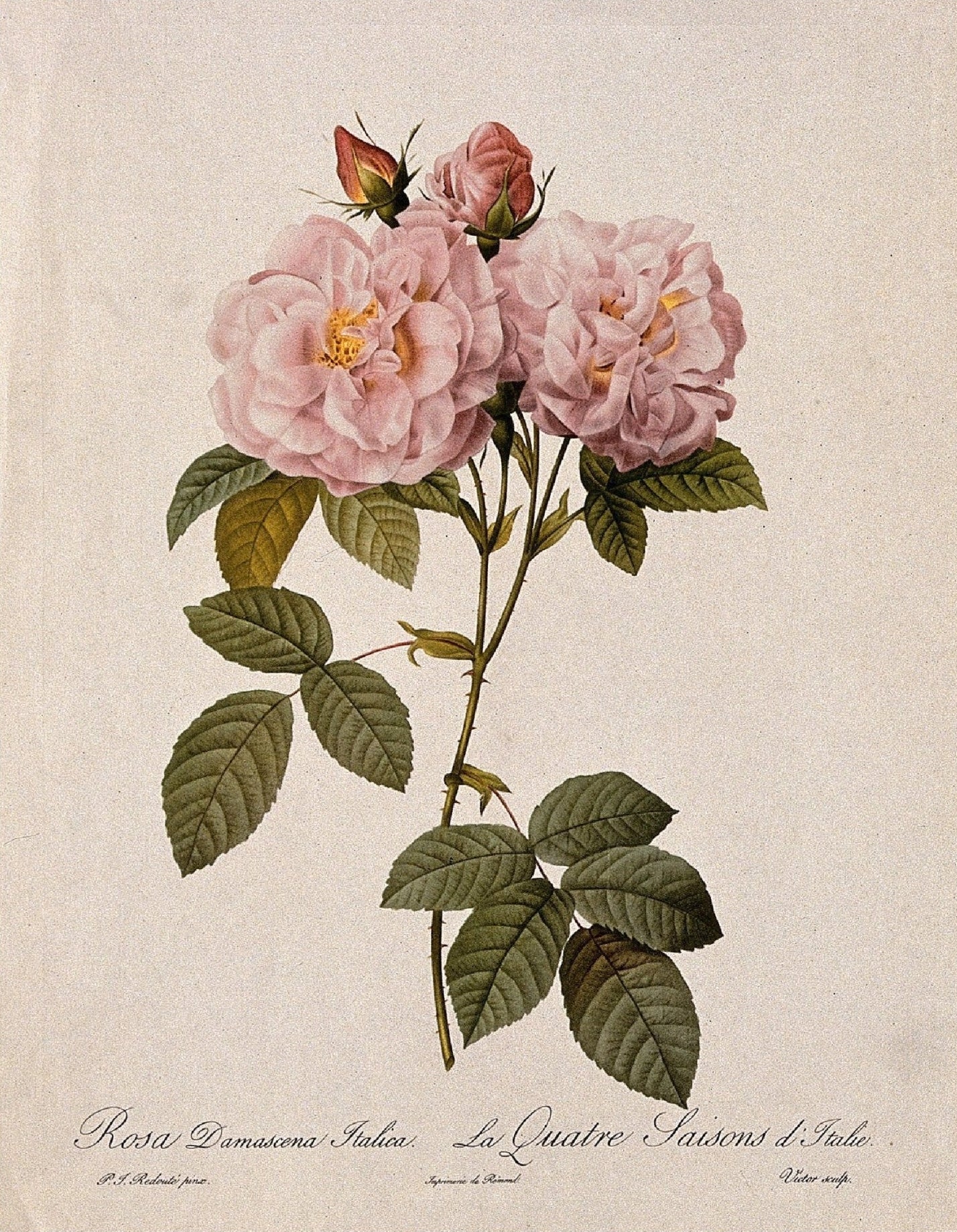 Decorative "Damask Rose" Poster | High - Quality Print | Repositionable Adhesive - Pasquín
