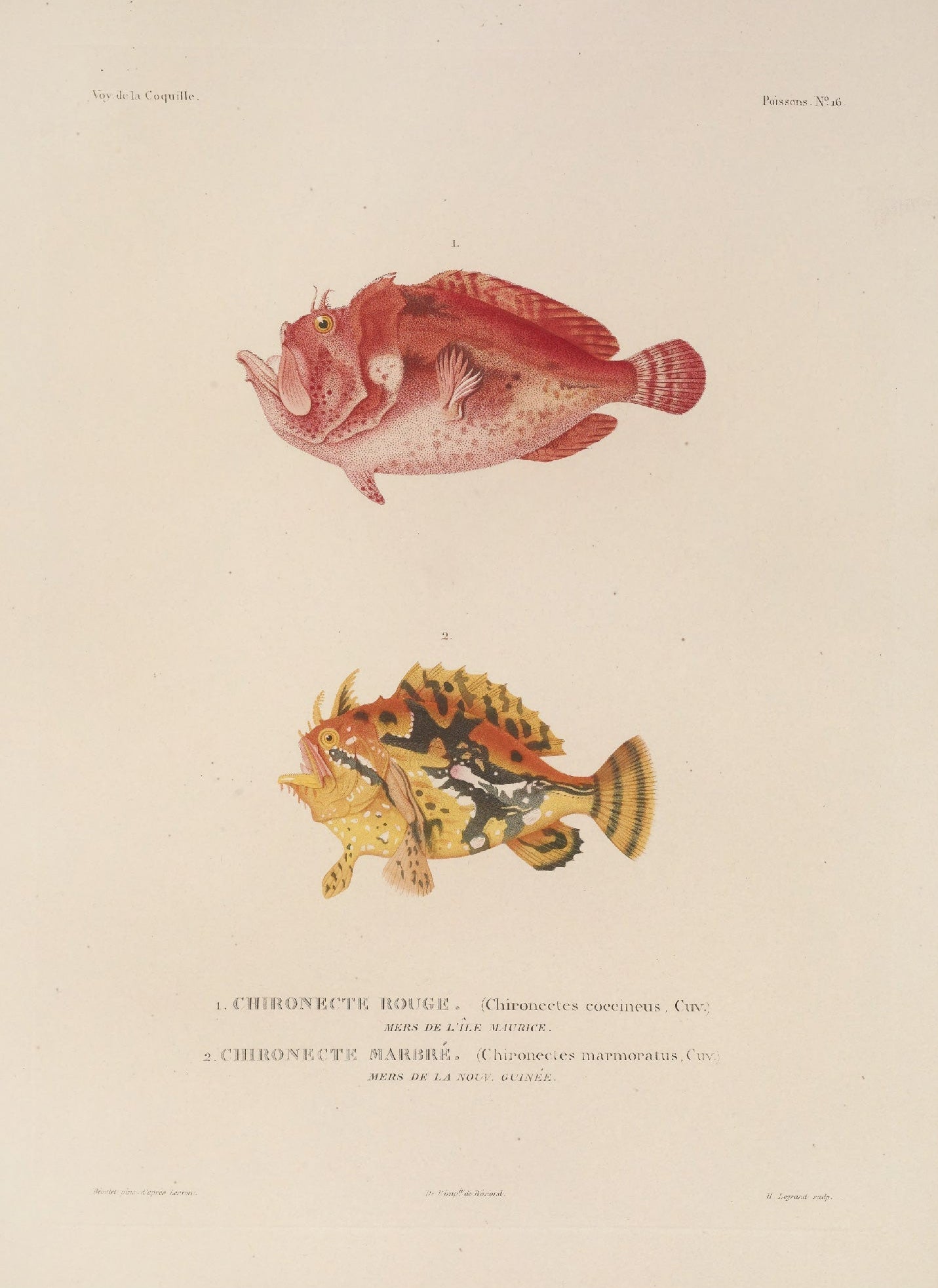 Decorative "Fish Anatomy" by Voyage de la Coquille Poster | High - Quality Print | Repositionable Adhesive - Pasquín Store