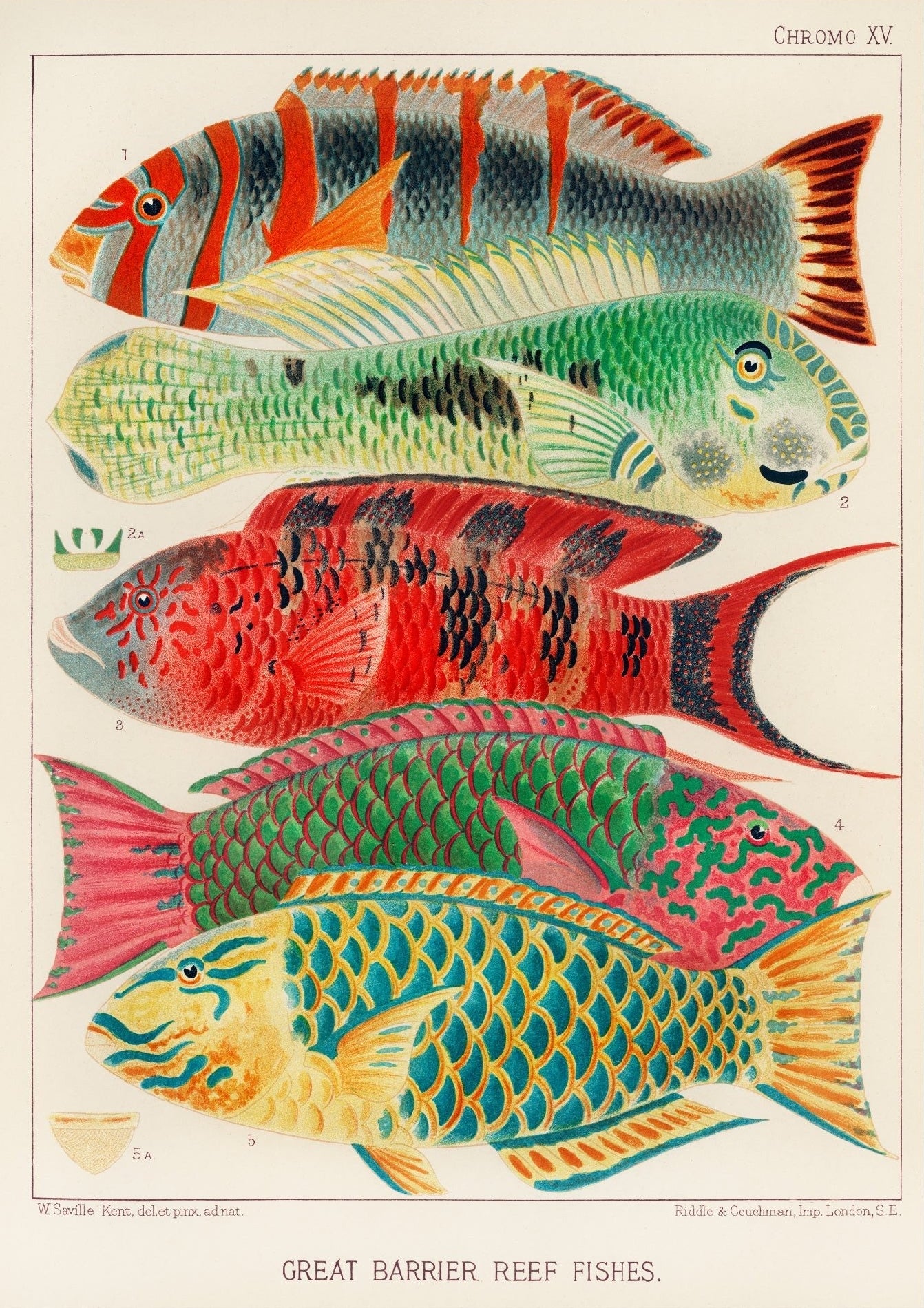 Decorative "Great Barrier Reef Fishes" by William Saville - Kent Poster | High - Quality Print | Repositionable Adhesive - Pasquín Store