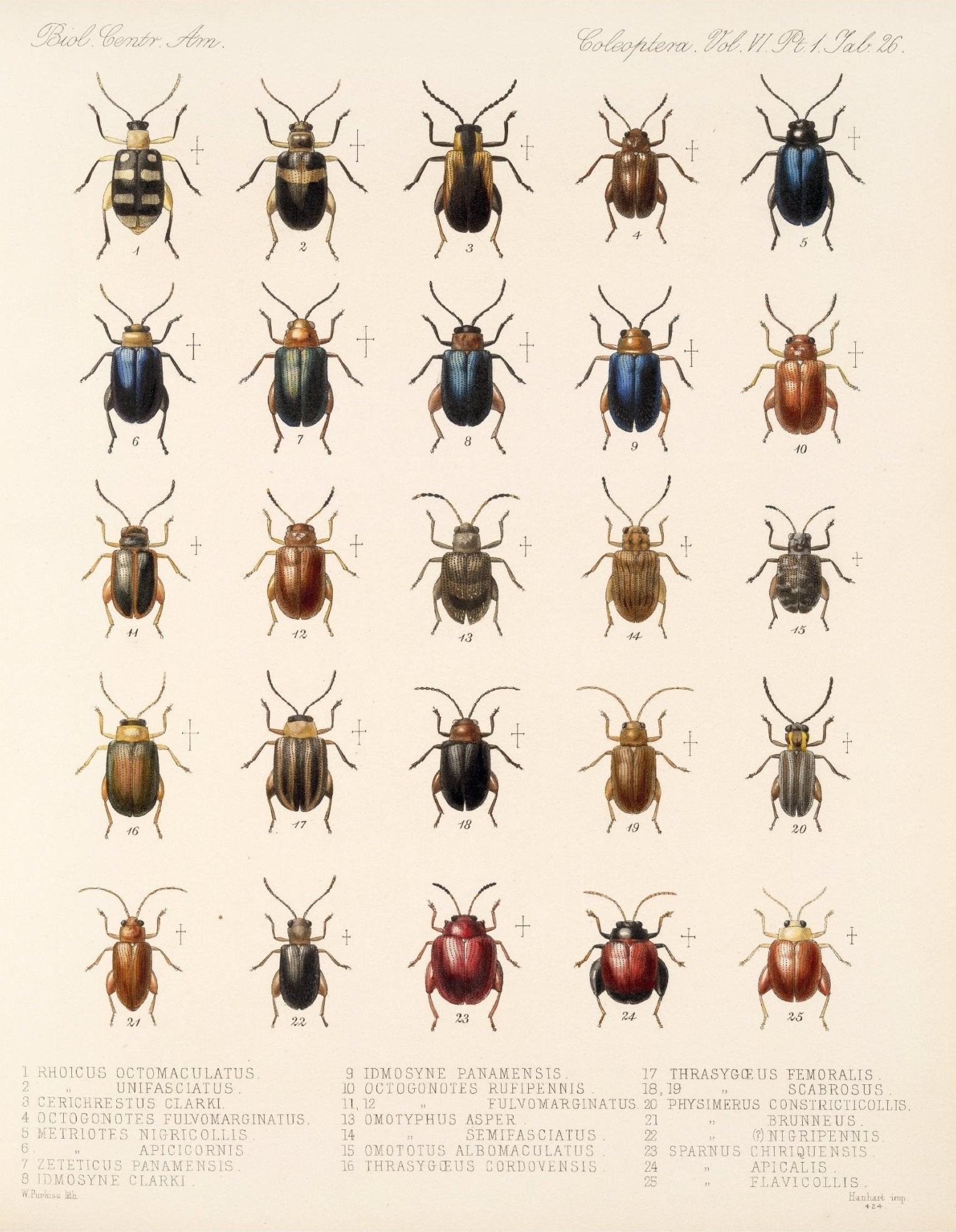 Decorative "Insecta Coleoptera" by Frederick DuCane Godman Poster | High - Quality Print | Repositionable Adhesive - Pasquín