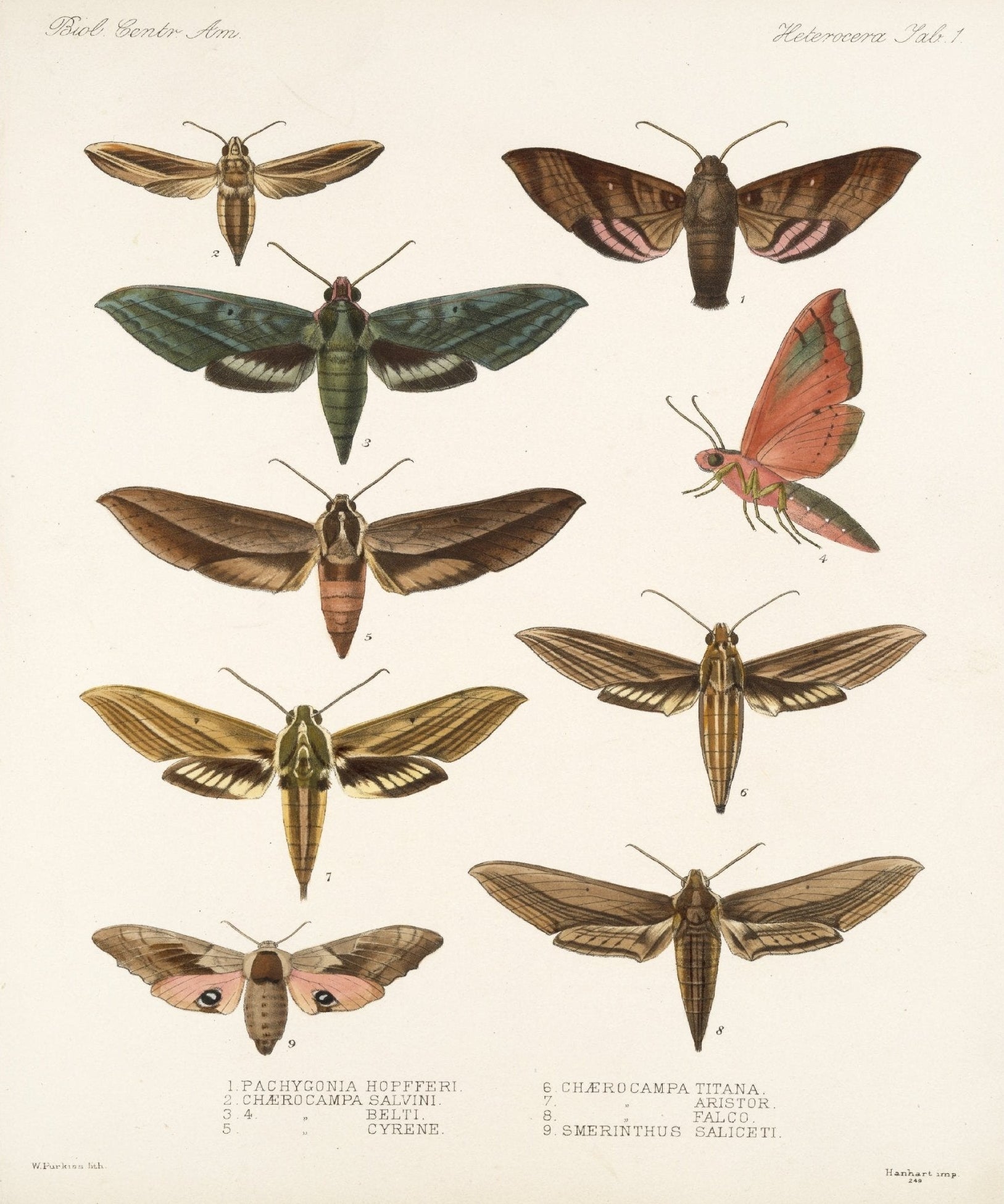 Decorative "Insecta Lepidoptera - Heterocera 01" by Frederick DuCane Godman Poster | High - Quality Print | Repositionable Adhesive - Pasquín