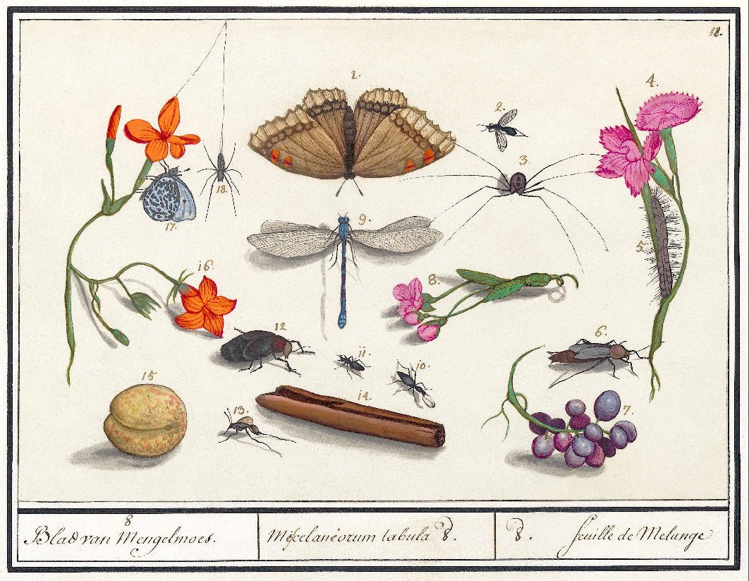 Decorative "Natural History Ensemble, No. 8 (1596–1610)" by Anselmus Boëtius de Boodt Poster | High - Quality Print | Repositionable Adhesive - Pasquín