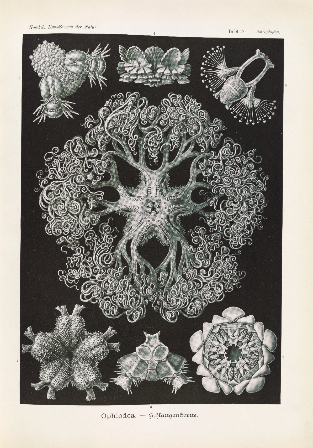Decorative "Ophiodea" by Ernst Haeckel Poster | High - Quality Print | Repositionable Adhesive - Pasquín Store