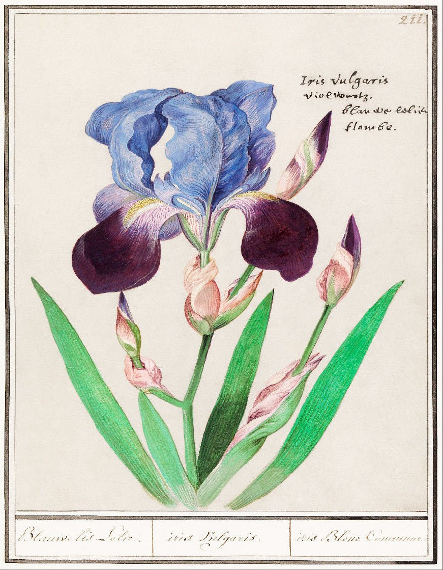 Decorative "Purple Iris (1596–1610)" by Anselmus Boëtius de Boodt Poster | High - Quality Print | Repositionable Adhesive - Pasquín