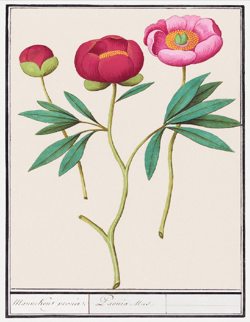 Decorative "Red Peony (1596–1610)" by Anselmus Boëtius de Boodt Poster | High - Quality Print | Repositionable Adhesive - Pasquín
