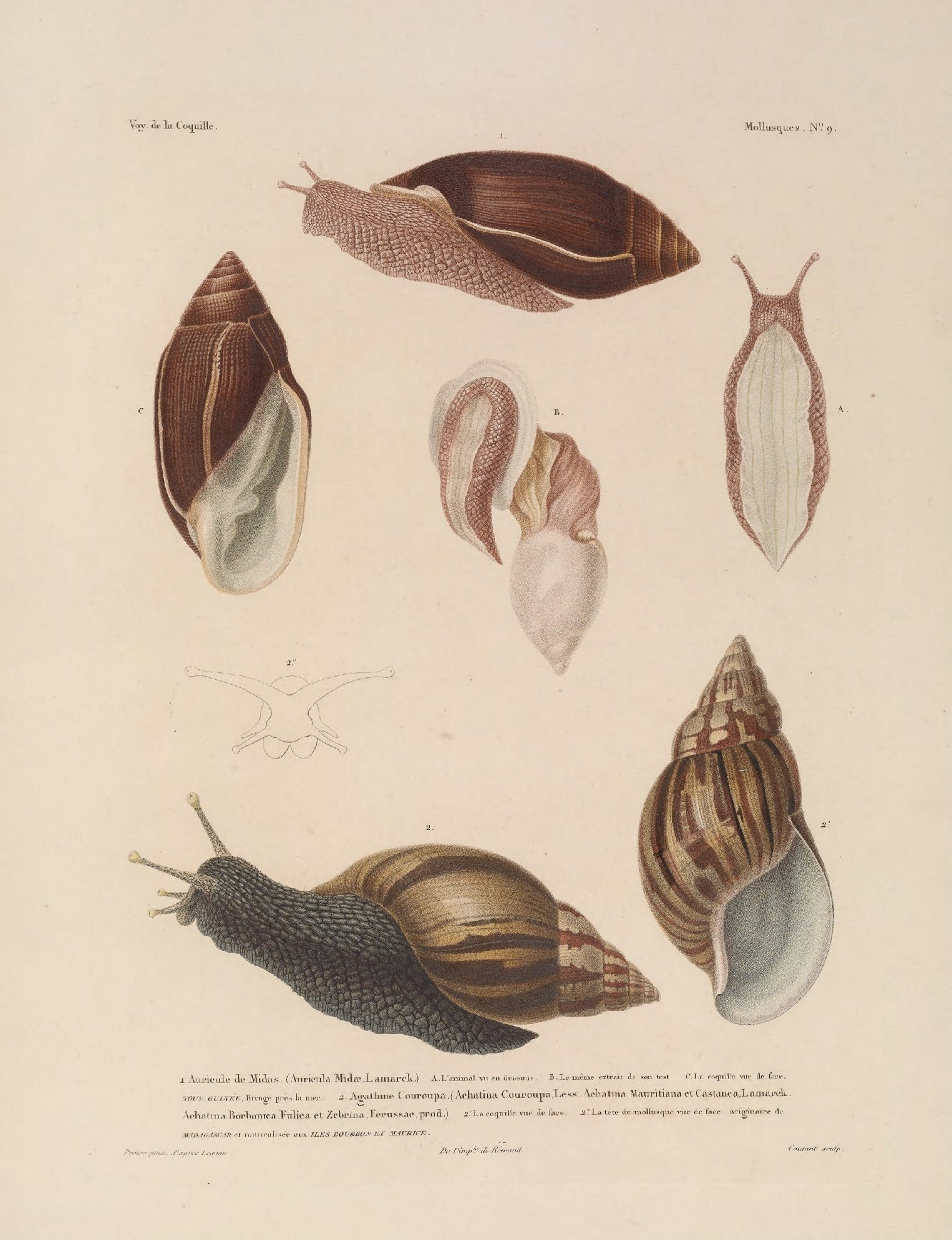 Decorative "Shell" by Voyage de la Coquille Poster | High - Quality Print | Repositionable Adhesive - Pasquín Store