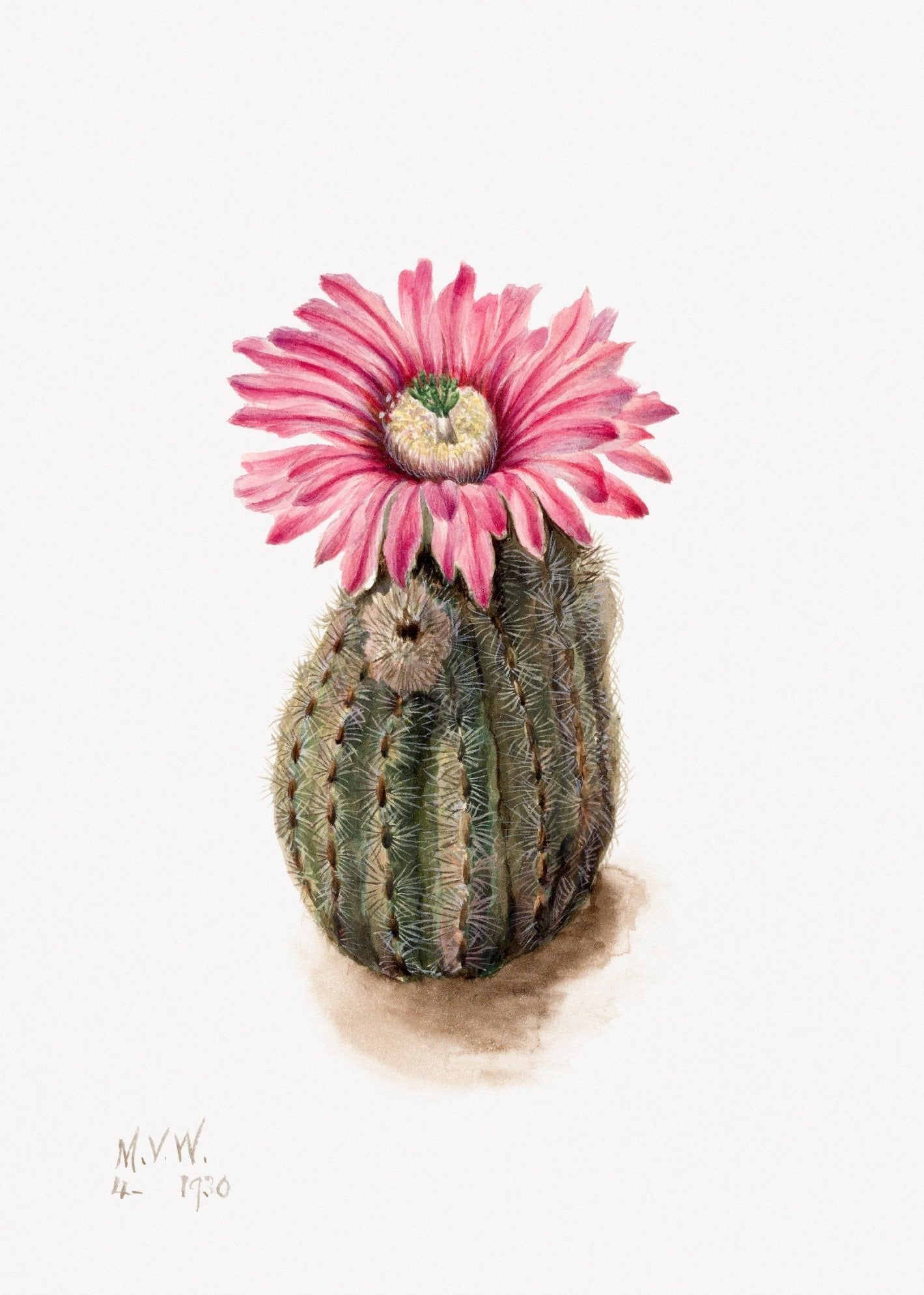 Decorative "Turkeyhead Cactus" (1930) by Mary Vaux Walcott Poster | High - Quality Print | Repositionable Adhesive - Pasquín