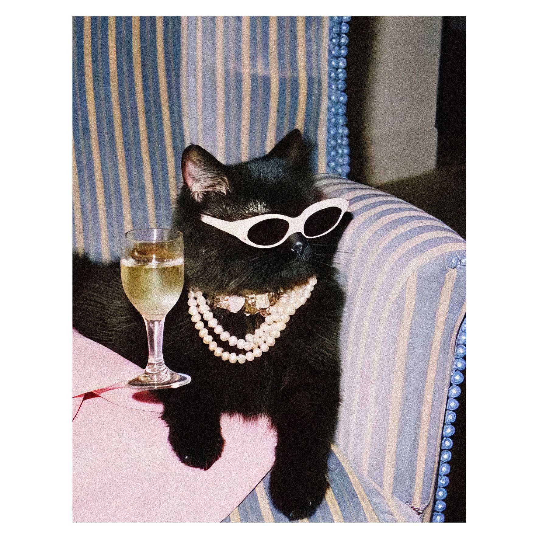 gatoglam.jpg?crop=center&