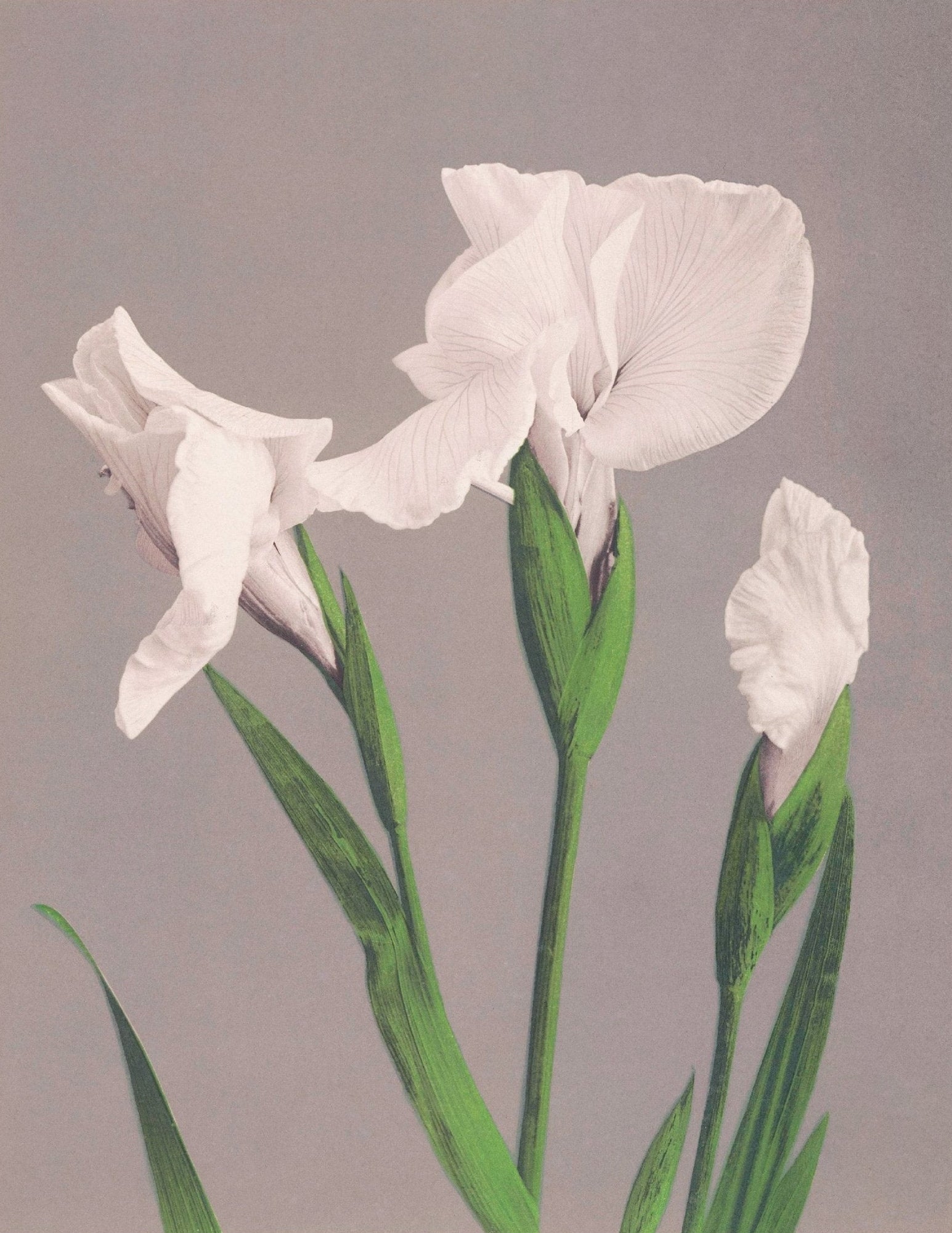 Handmade "Beautiful White Irises (1887–1897)" by Ogawa Kazumasa Poster | High - Quality Print | Repositionable Adhesive - Pasquín Store