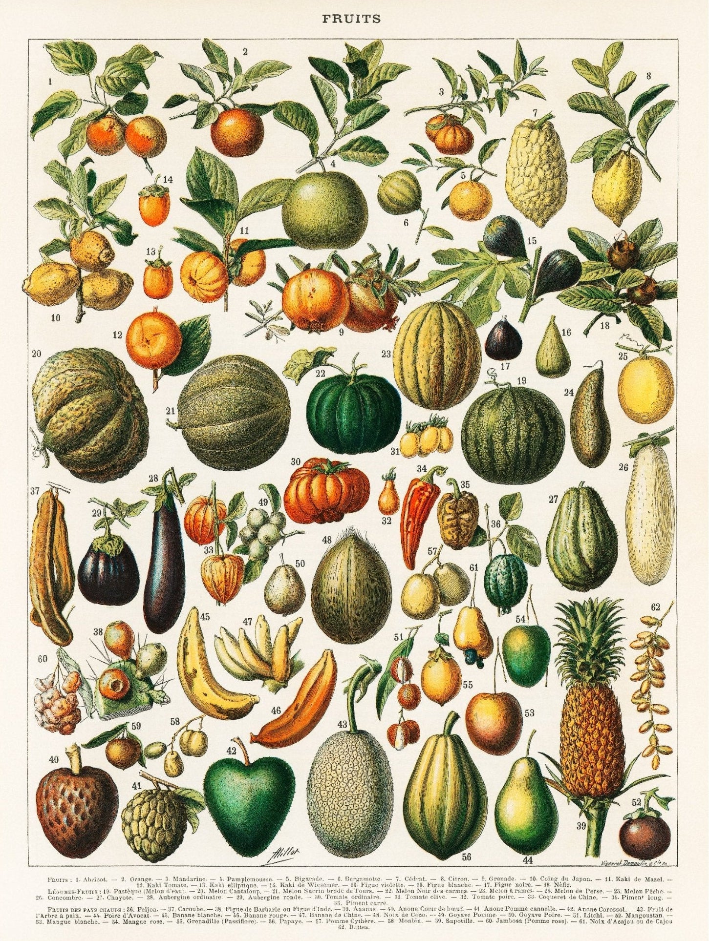 Handmade "Botanical Illustration: Fruits" Poster | High - Quality Print | Repositionable Adhesive - Pasquín Store