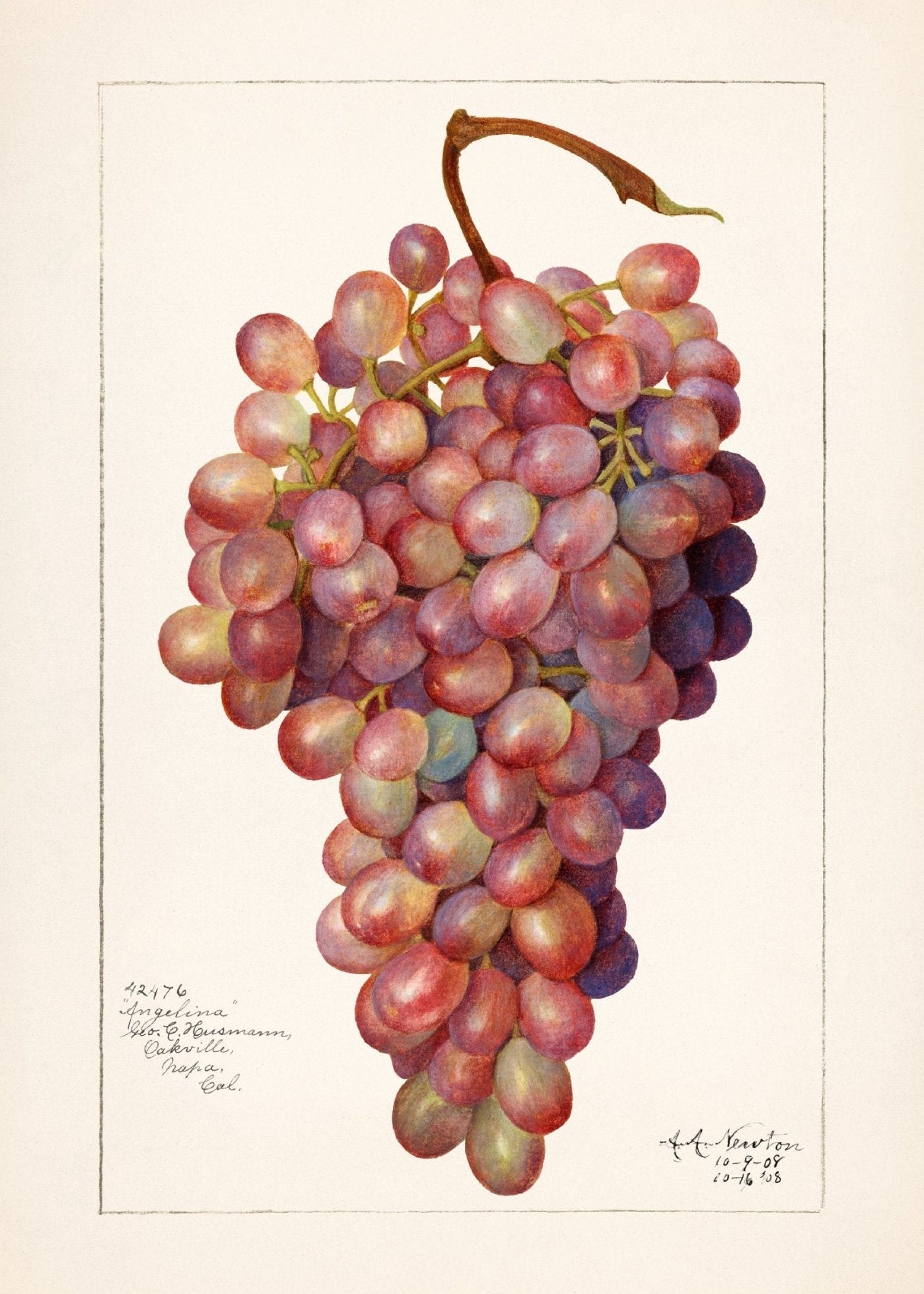 Handmade "Bunch of Grapes" Poster | High - Quality Print | Repositionable Adhesive - Pasquín Store