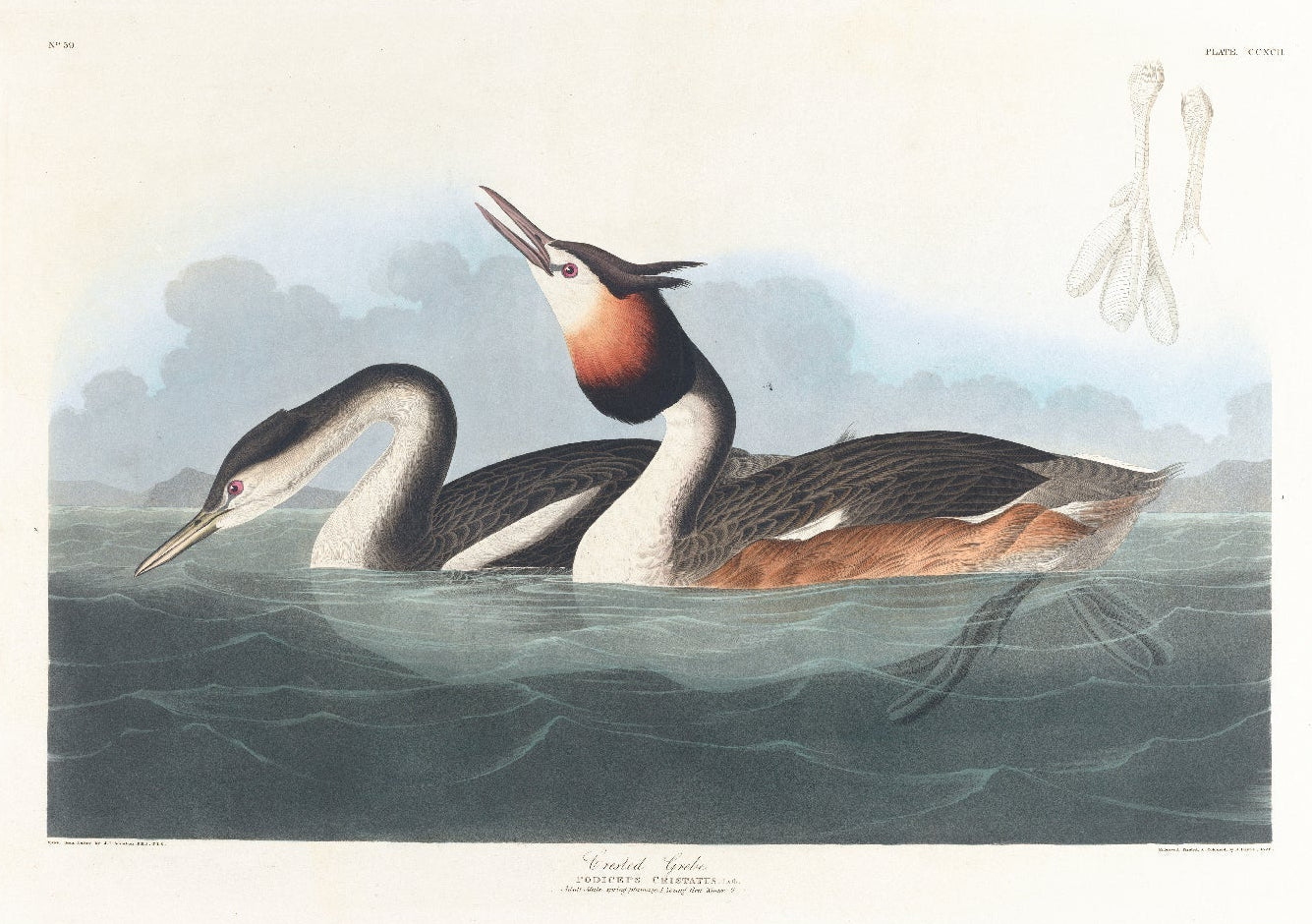 Handmade Crested Grebe Adhesive Art Poster - Repositionable - Pasquín Store