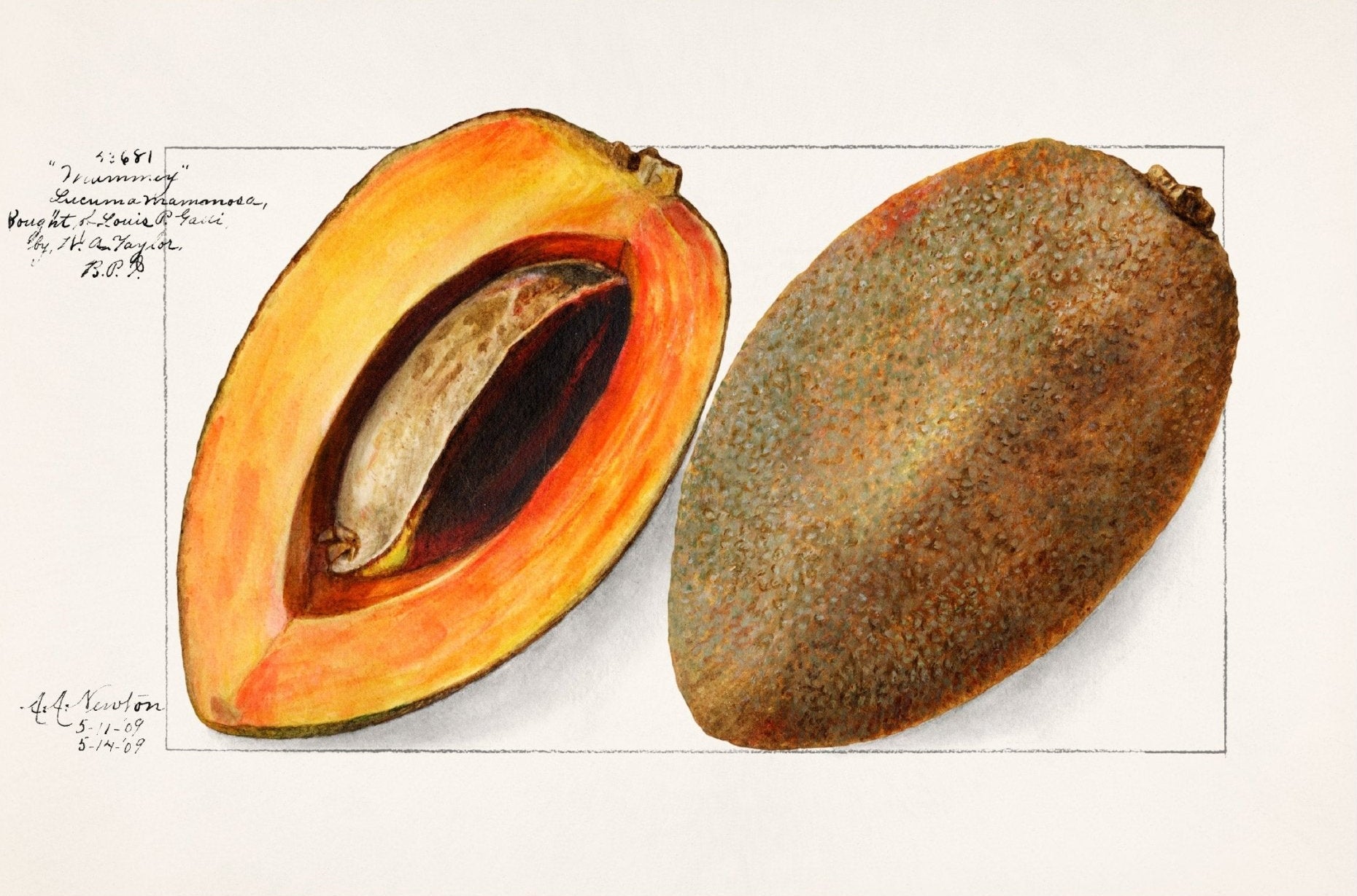 Handmade "Mammee Apple" by Amada Almira Newton Poster | High - Quality Print | Repositionable Adhesive - Pasquín Store