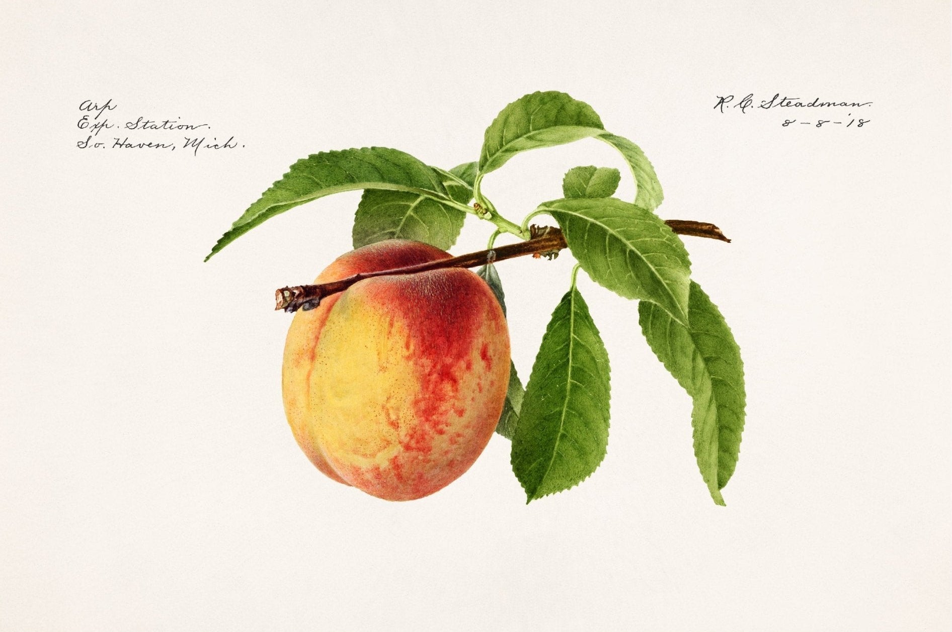Handmade "Peach (1918)" by R.G. Steadman Poster | High - Quality Print | Repositionable Adhesive - Pasquín Store