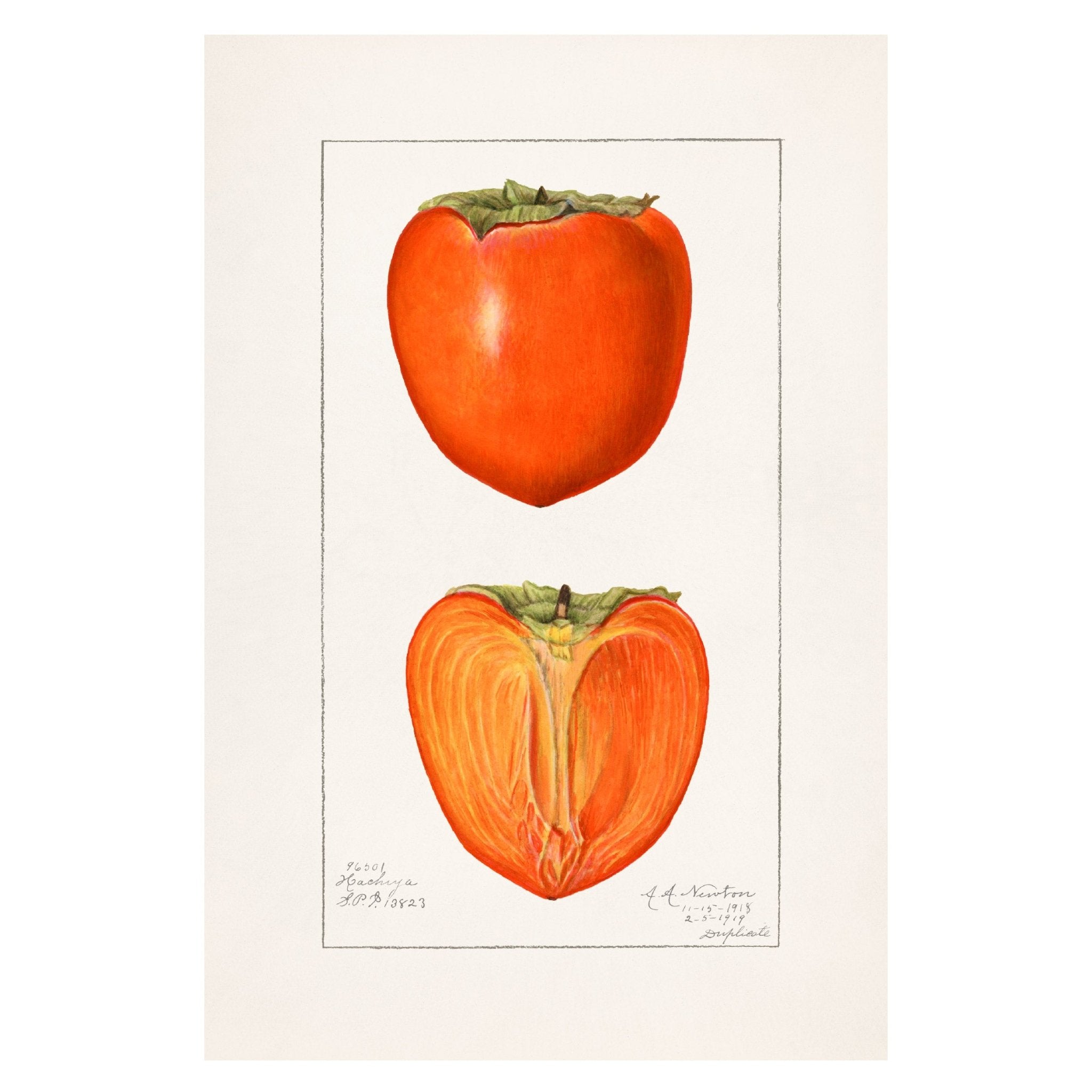 Handmade "Persimmon (1923)" by Amanda Almira Newton Poster | High - Quality Print | Repositionable Adhesive - Pasquín Store