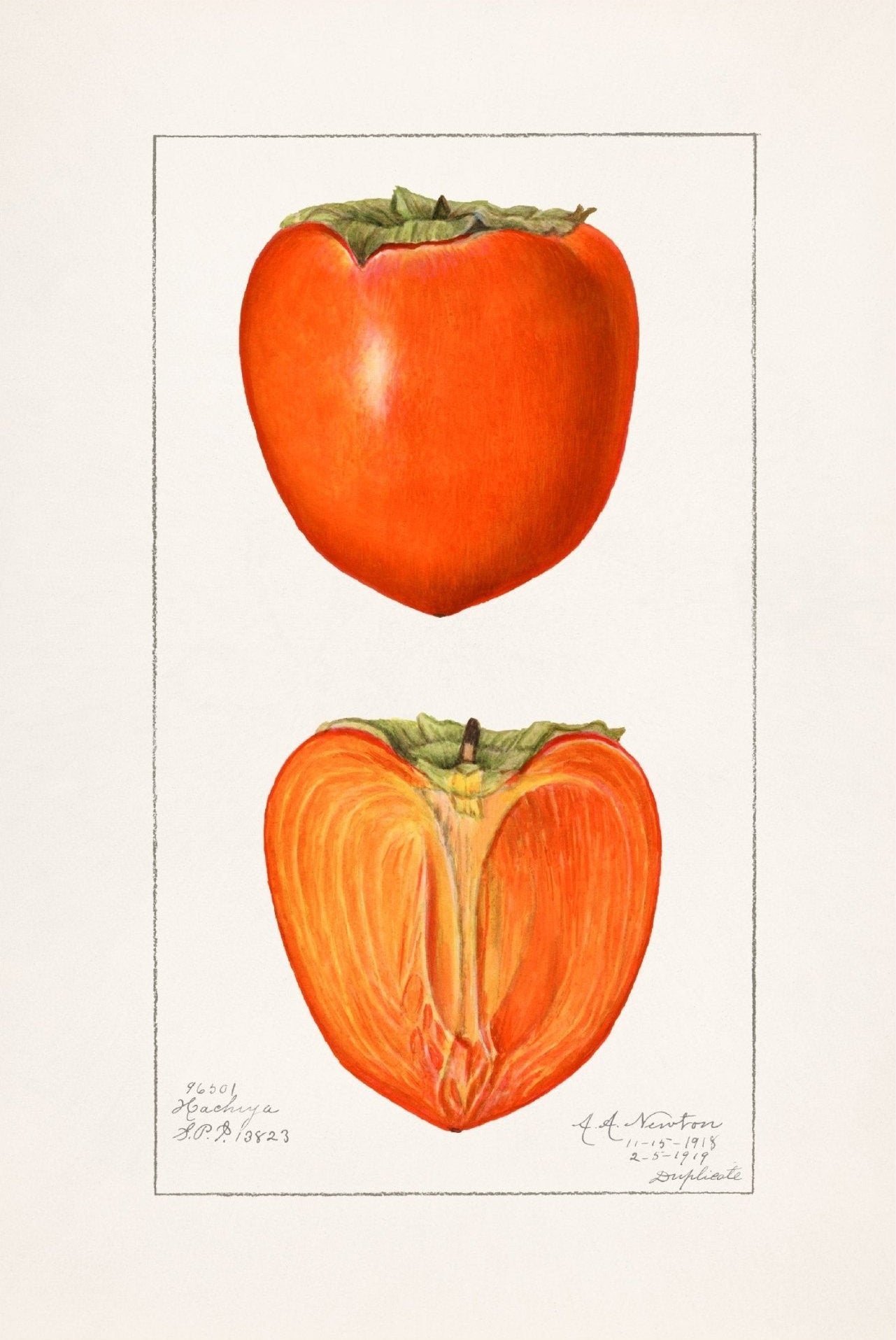 Handmade "Persimmon (1923)" by Amanda Almira Newton Poster | High - Quality Print | Repositionable Adhesive - Pasquín Store