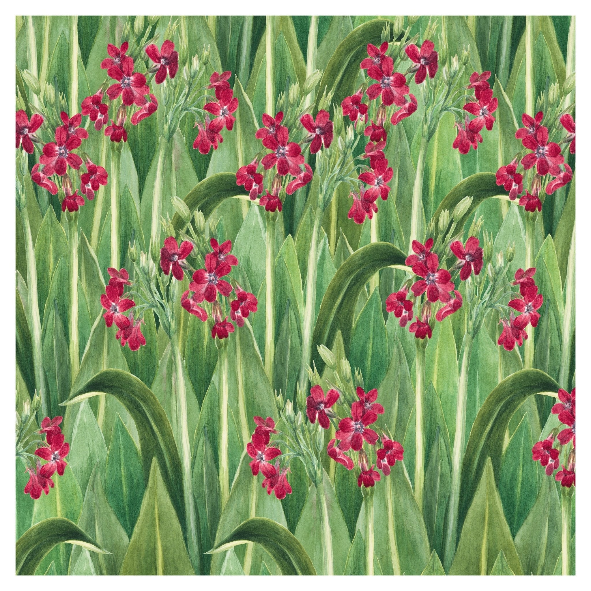 Handmade "Primrose Pattern" by Mary Vaux Walcott Poster | High - Quality Print | Repositionable Adhesive - Pasquín Store