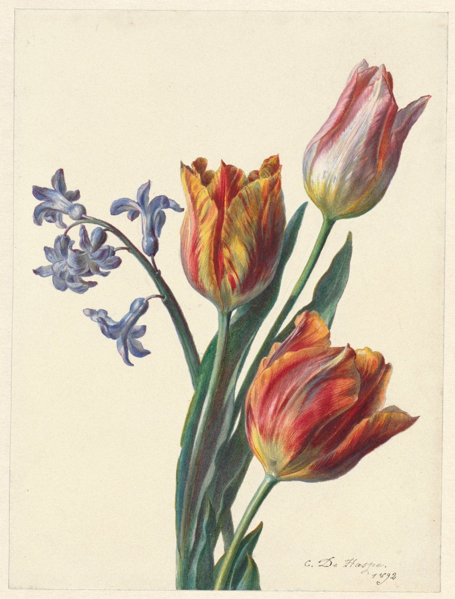 Handmade "Three tulips and a sprig of hyacinth (1892)" by C. de Haspe Poster | High - Quality Print | Repositionable Adhesive - Pasquín Store