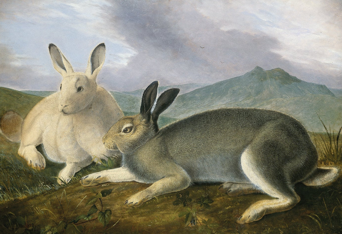 High - Quality Art Poster: Arctic Hare by John James Audubon - Pasquín Store
