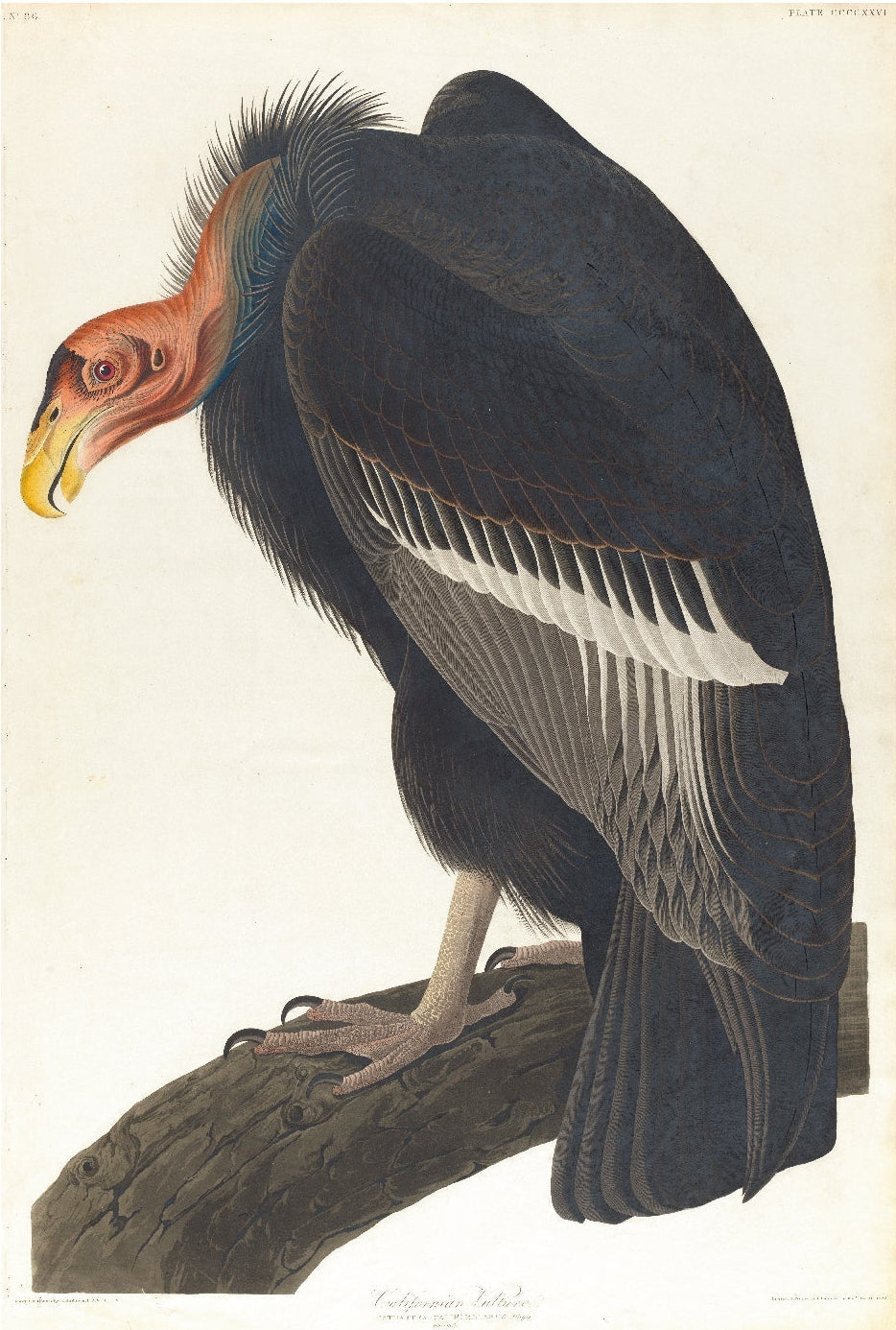 Limited Edition Californian Vulture Poster - High - Quality Print - Pasquín Store