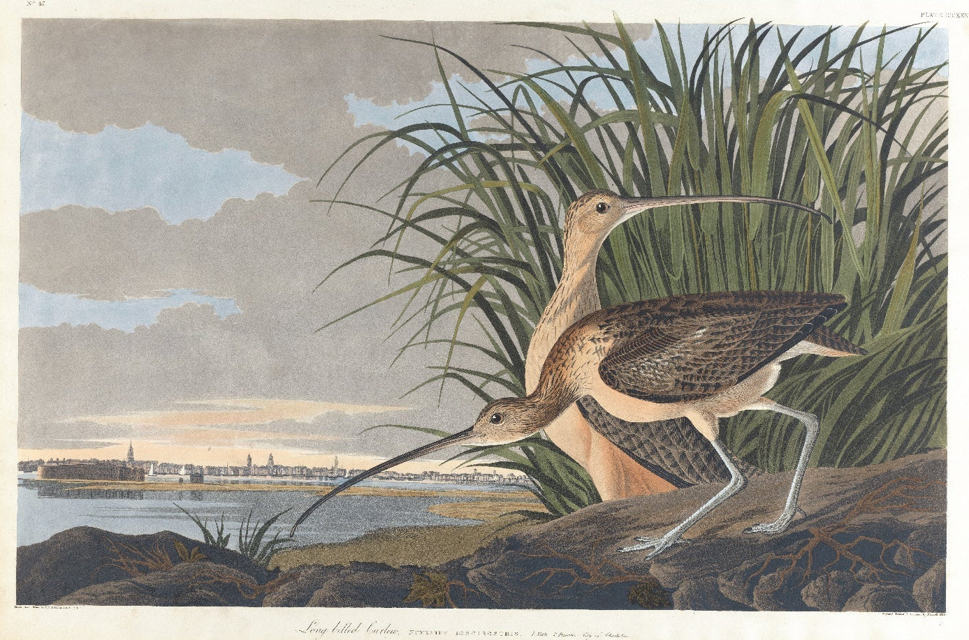 Long - billed Curlew Adhesive Poster - Eco - Friendly and High - Quality - Pasquín Store