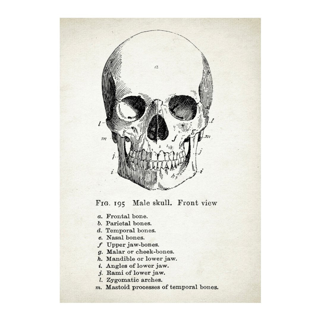 Mini poster adhesivo y reposicionable: Cráneo humano - Tienda Pasquín