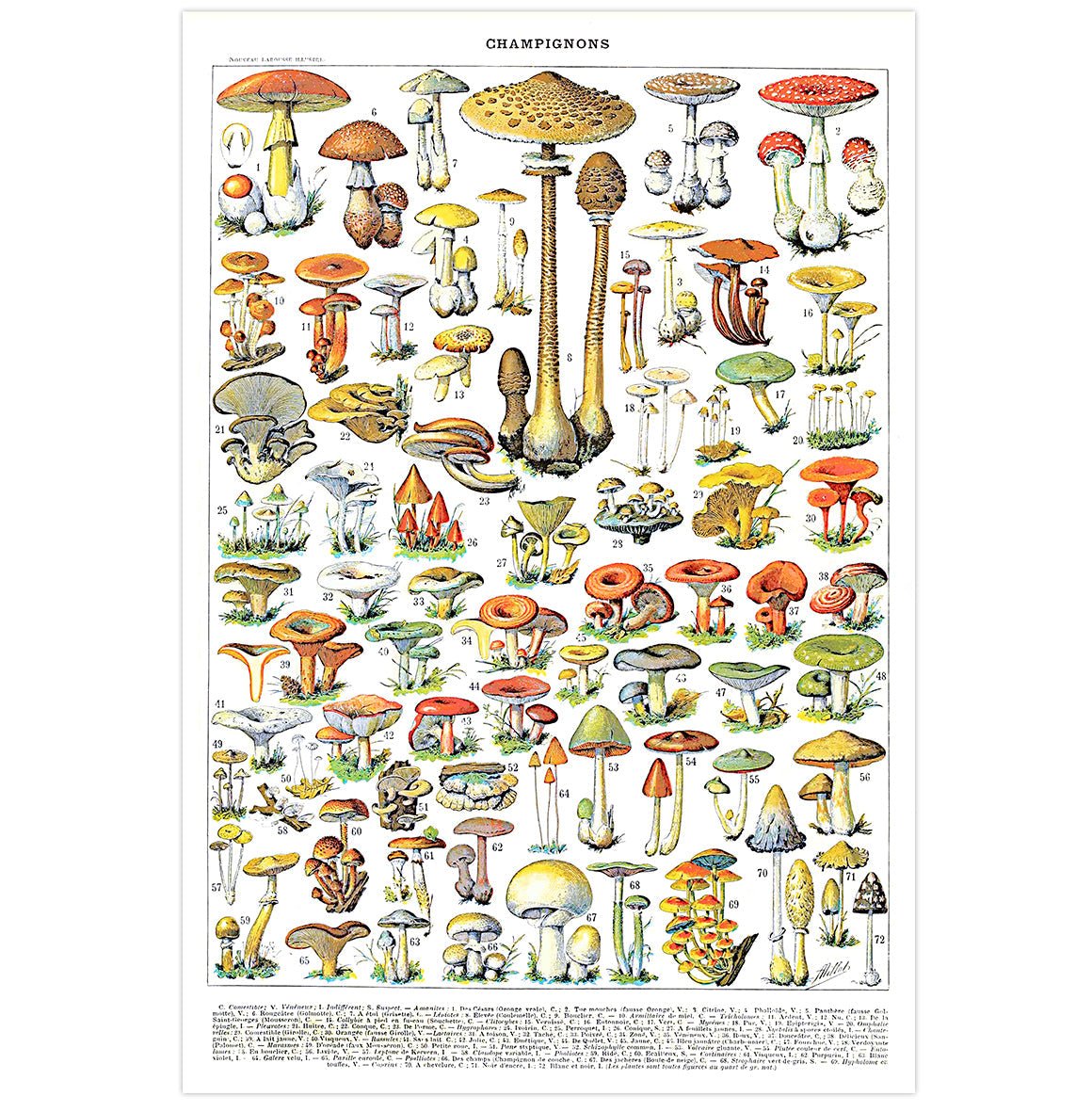 Mini poster adhesivo y reposicionable: Fungi Larousse estilo vintage - Tienda Pasquín