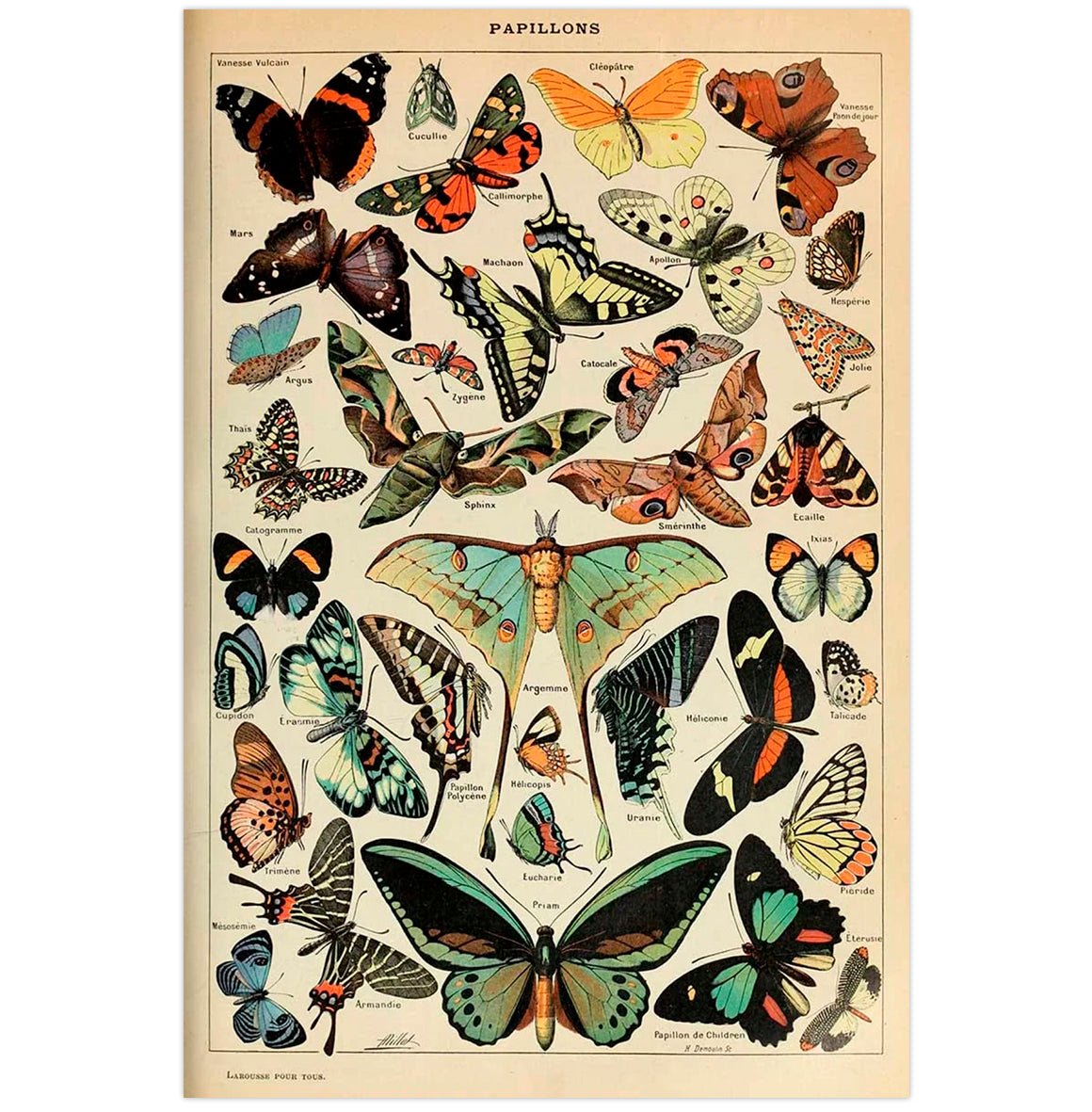 Mini poster adhesivo y reposicionable: Muestra mariposas vintage - Tienda Pasquín