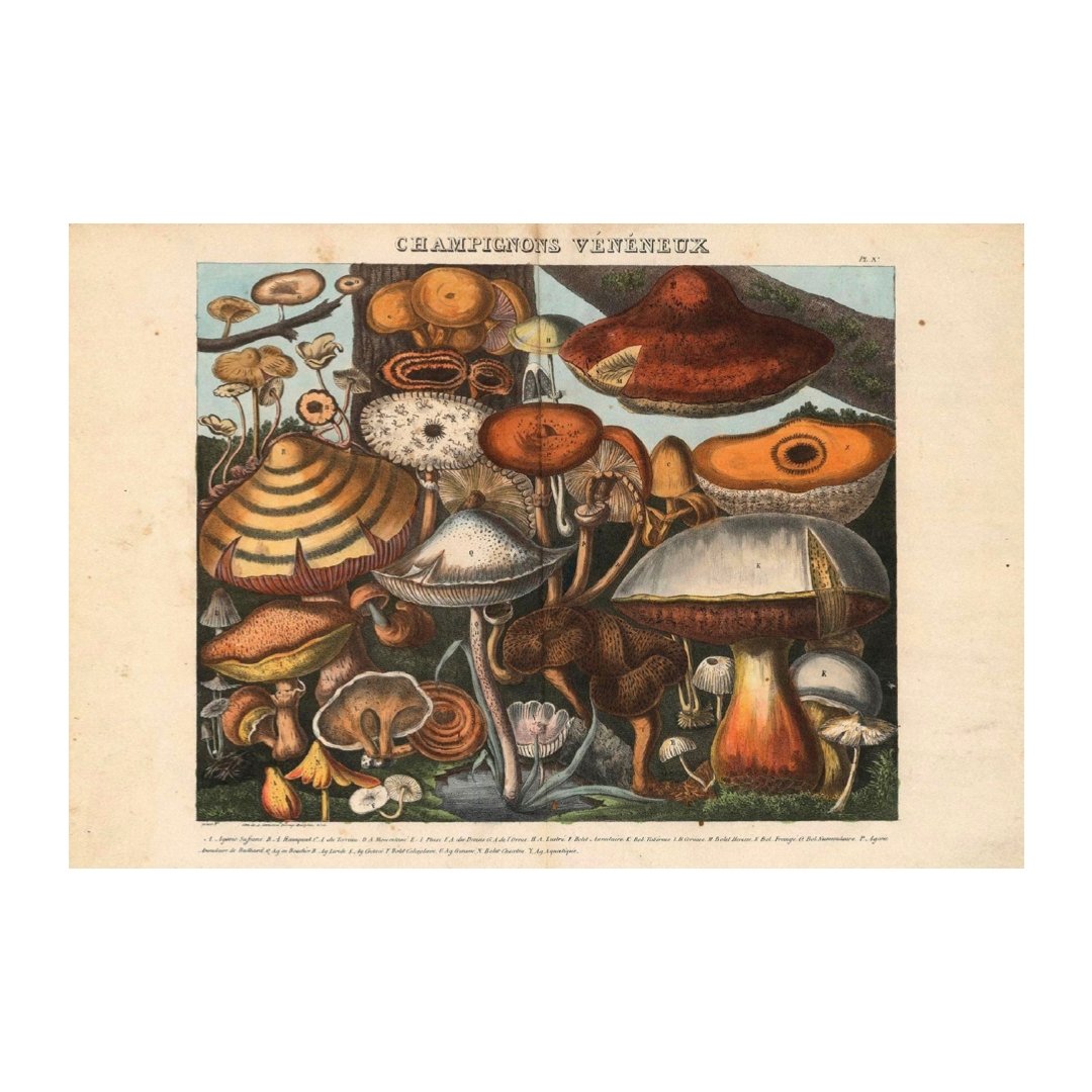 Mini posters adhesivos y reposicionables: Fungi libro - Tienda Pasquín