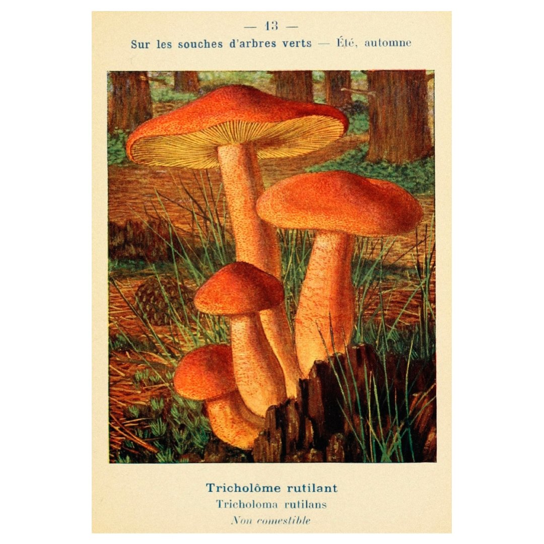 Mini posters adhesivos y reposicionables: Fungi Tricholoma - Tienda Pasquín