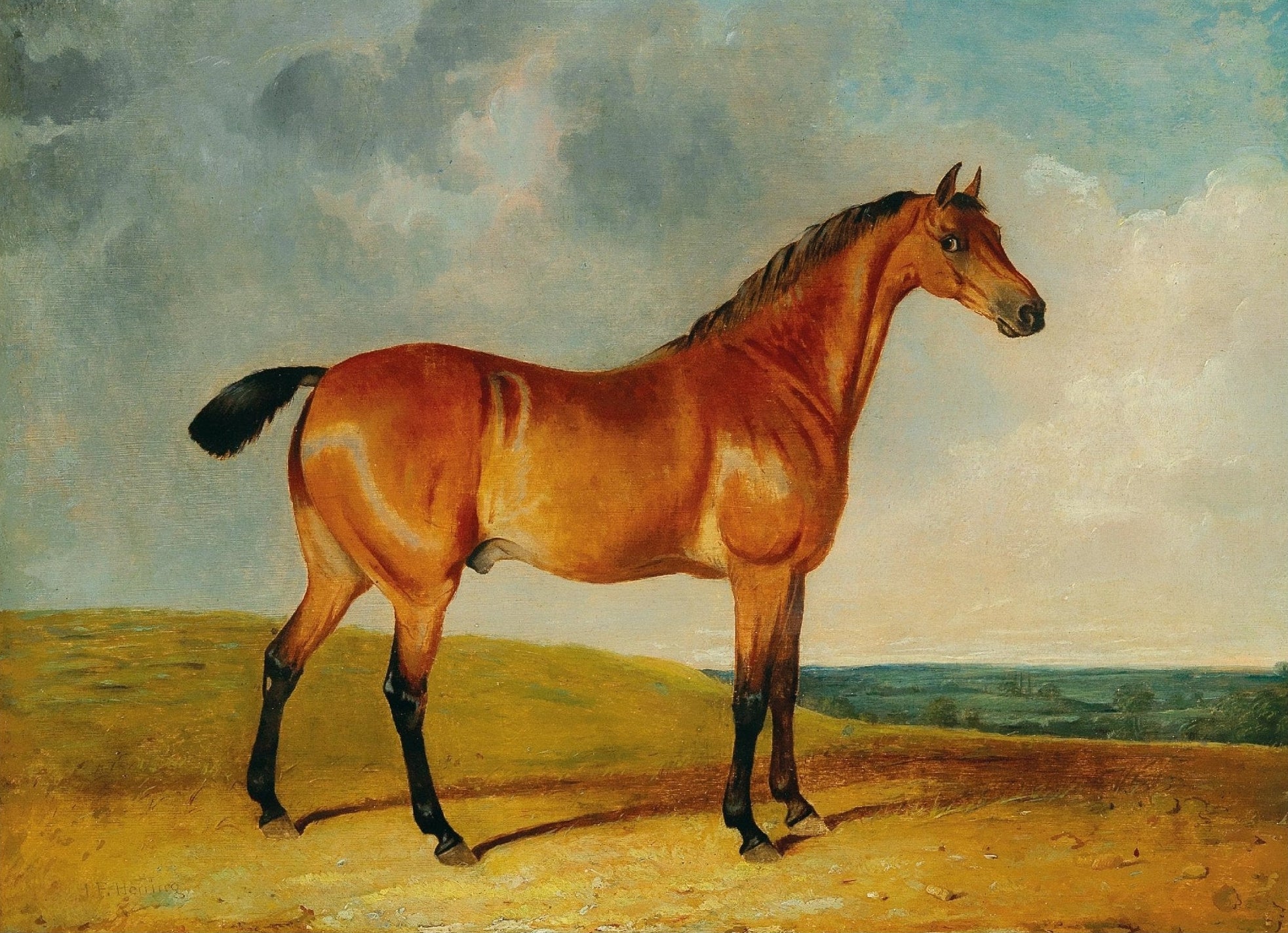 Decorative "A Bay Horse in a Vast Landscape" Poster | High - Quality Print | Repositionable Adhesive - Pasquín