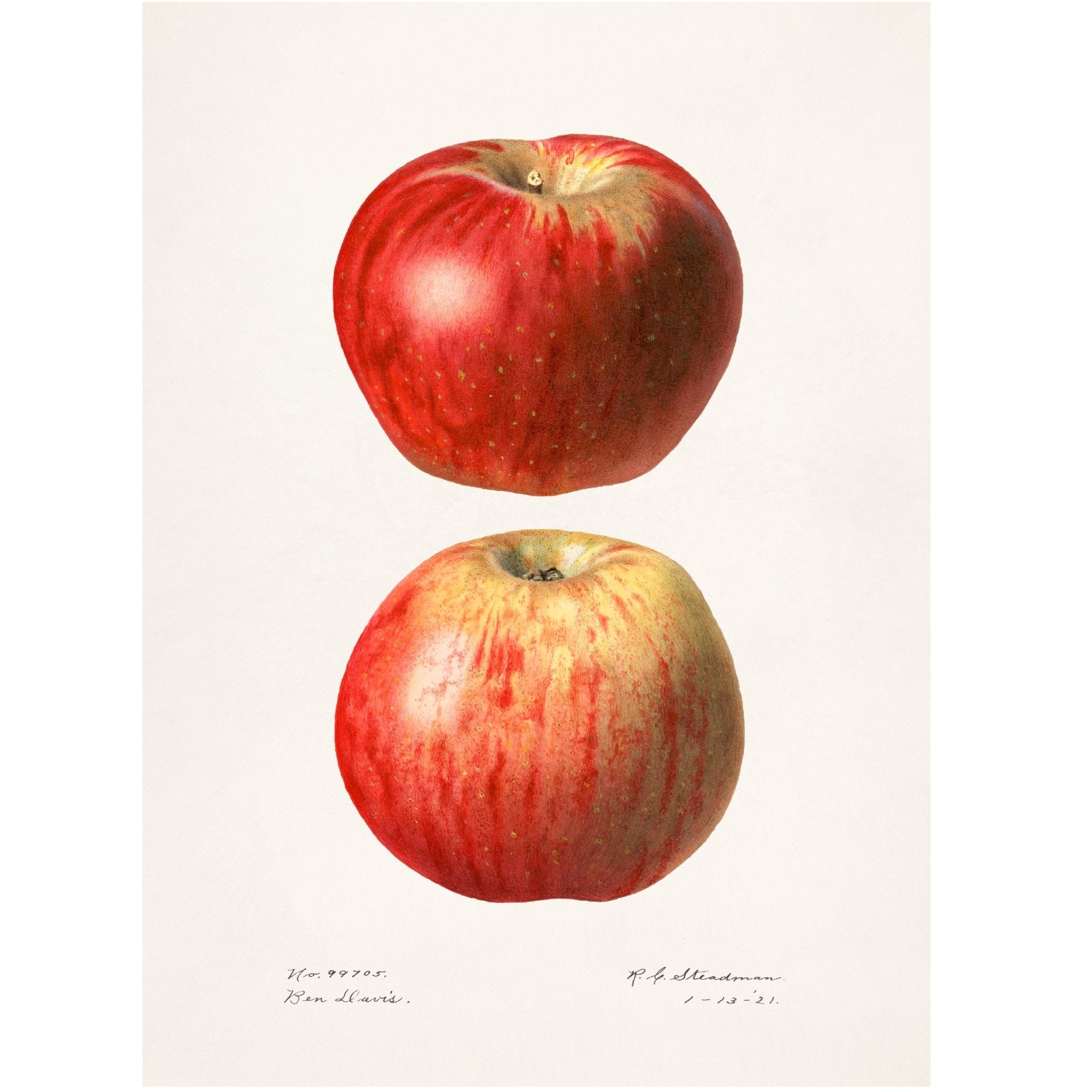 Decorative "Apples (Malus Domestica)" Poster | High - Quality Print | Repositionable Adhesive - Pasquín