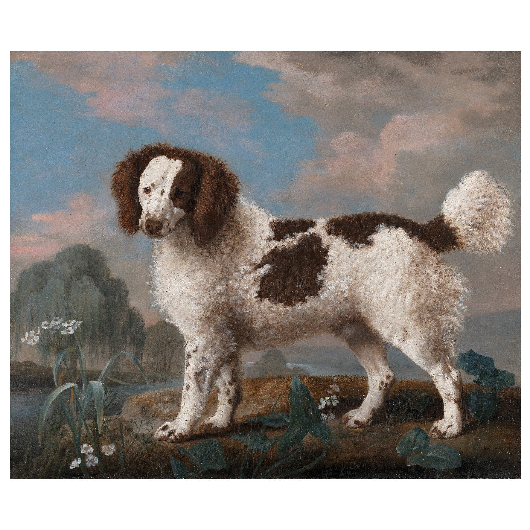 Decorative "Brown and White Norfolk or Water Spaniel" by George Stubbs Poster | High - Quality Print | Repositionable Adhesive - Pasquín