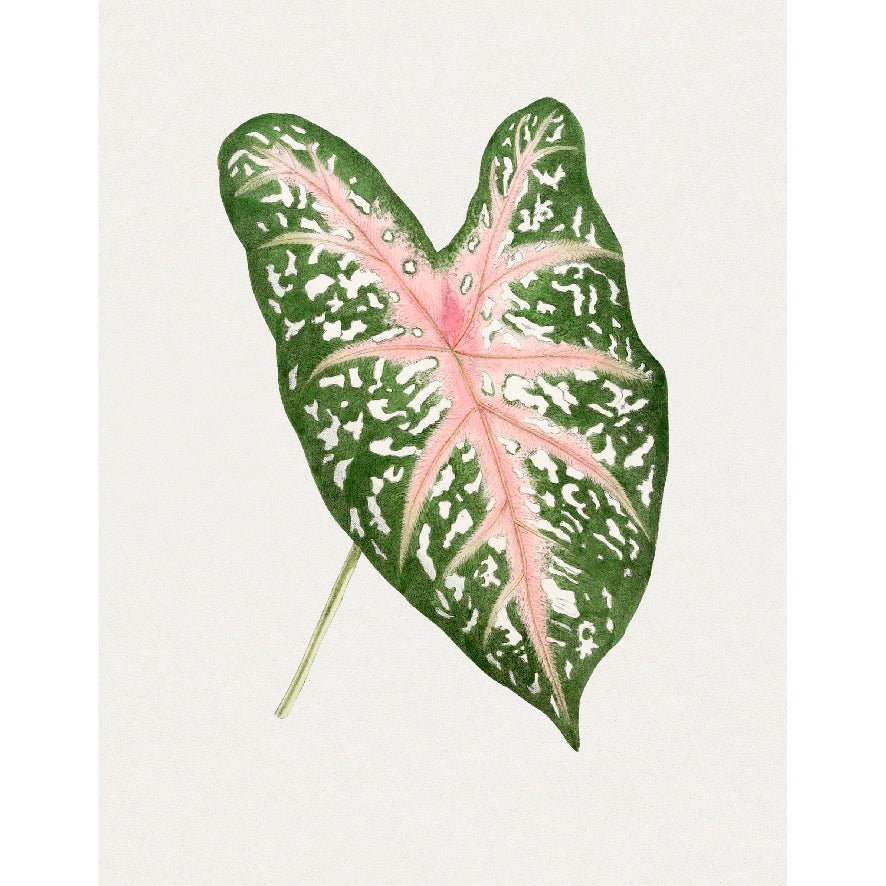 Decorative "Caladium Carolyn Whorton Leaf" Poster | High - Quality Print | Repositionable Adhesive - Pasquín