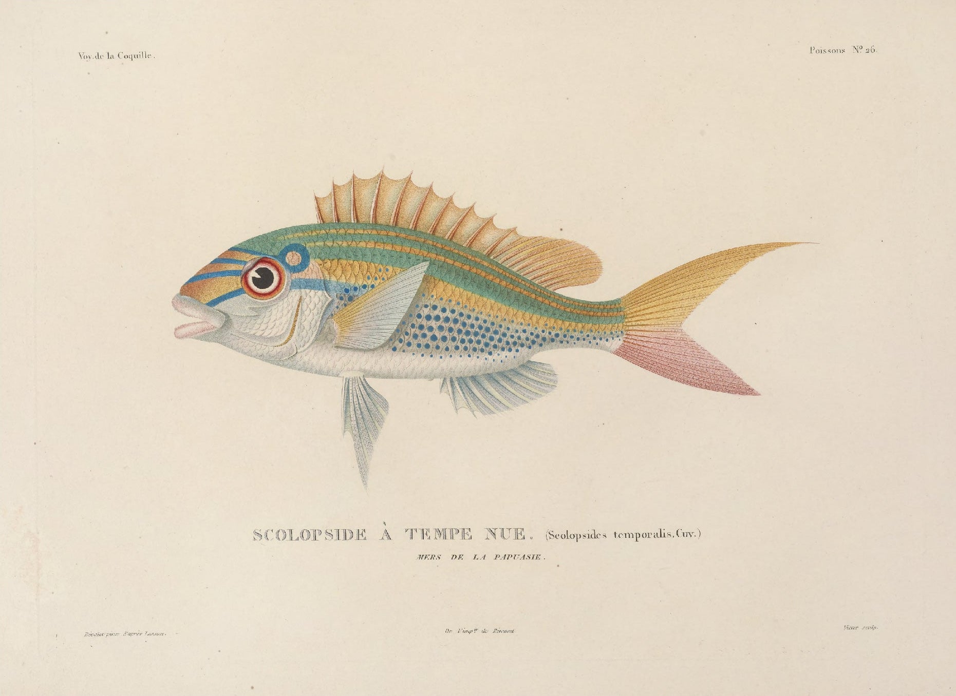 Decorative "Colored Fish" by Voyage de la Coquille Poster | High - Quality Print | Repositionable Adhesive - Pasquín Store