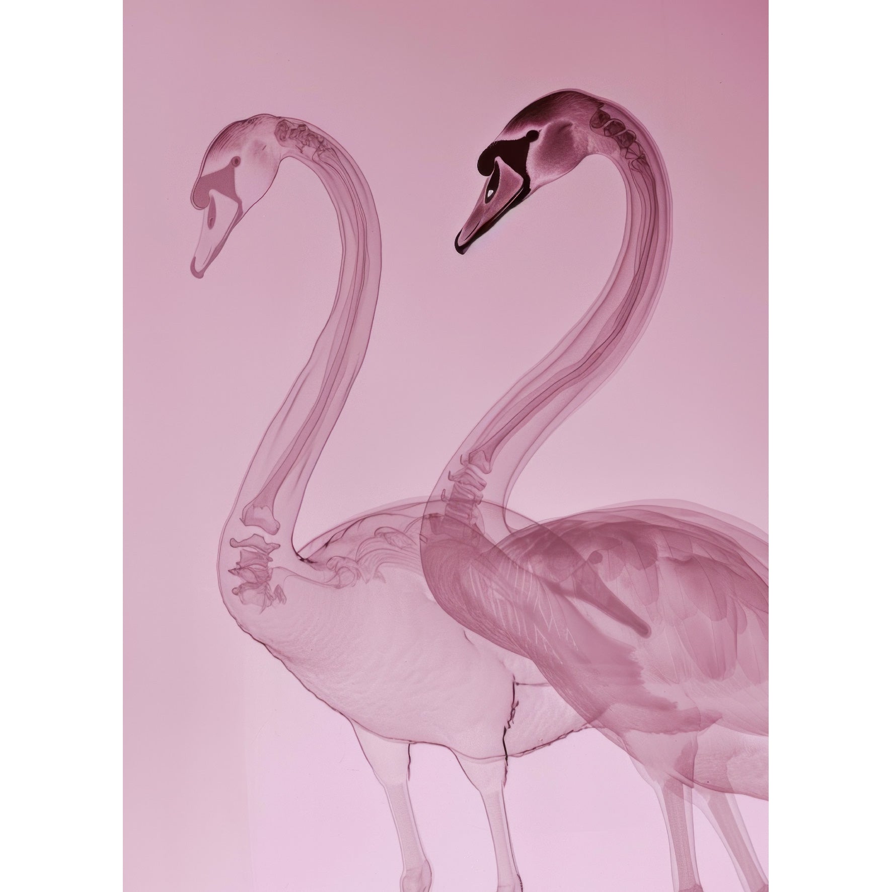 Decorative "Coquette Collection: Graceful Swan" Posters | High - Quality Print | Repositionable Adhesive - Pasquín Store