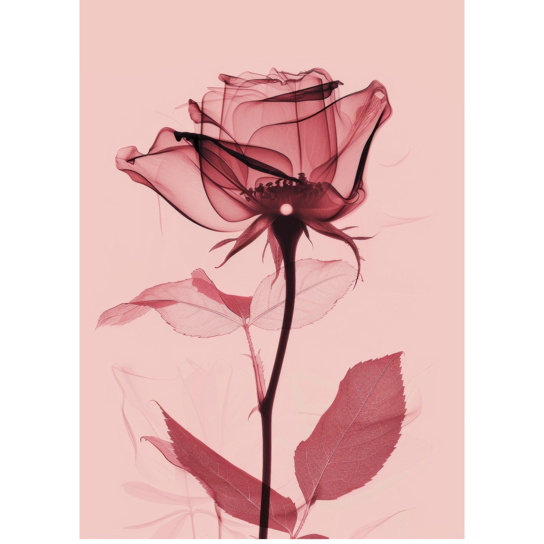 Decorative "Coquette Collection: Pink Rose" Posters | High - Quality Print | Repositionable Adhesive - Pasquín Store