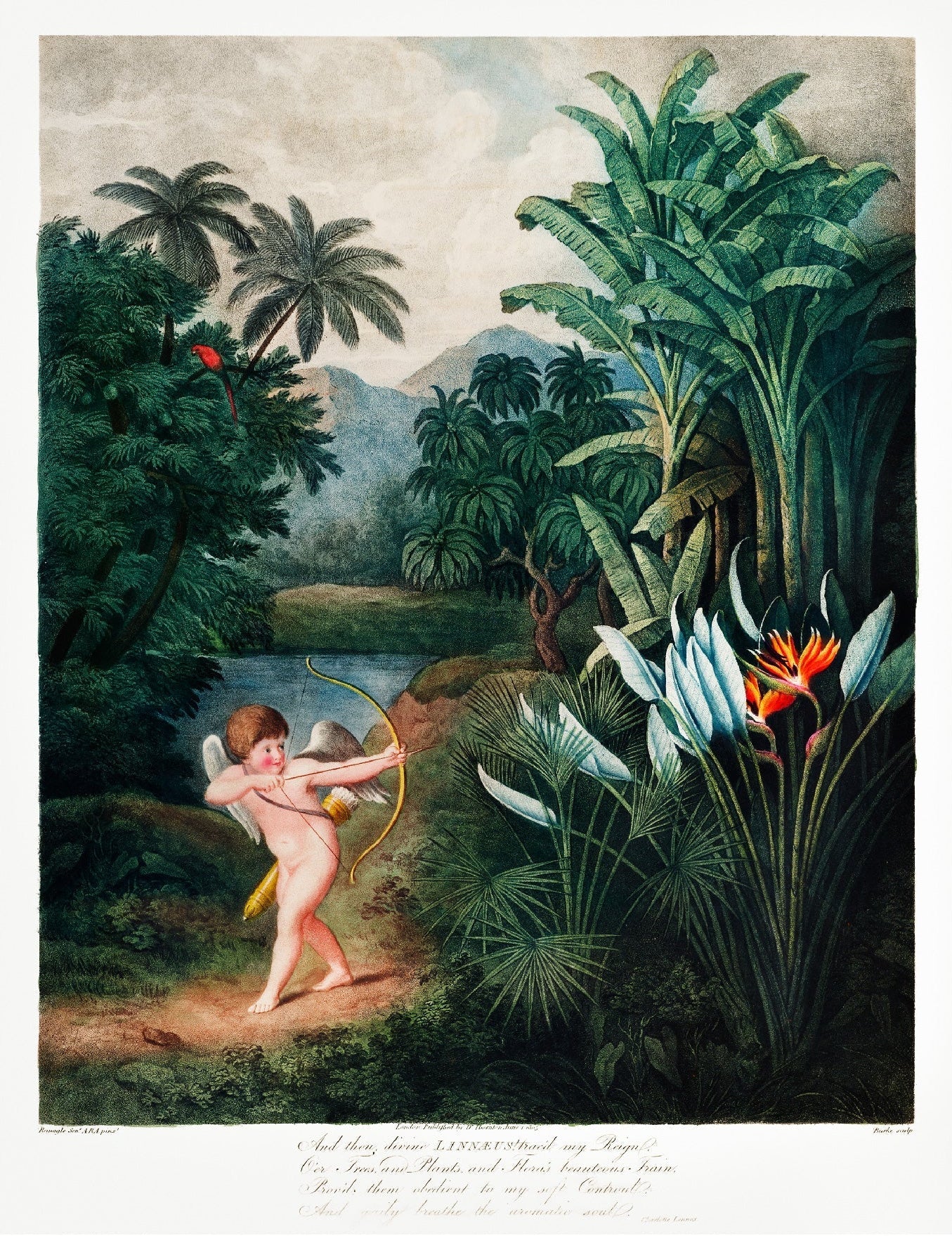 Decorative "Cupid" by Robert John Thornton | High - Quality Print | Repositionable Adhesive - Pasquín