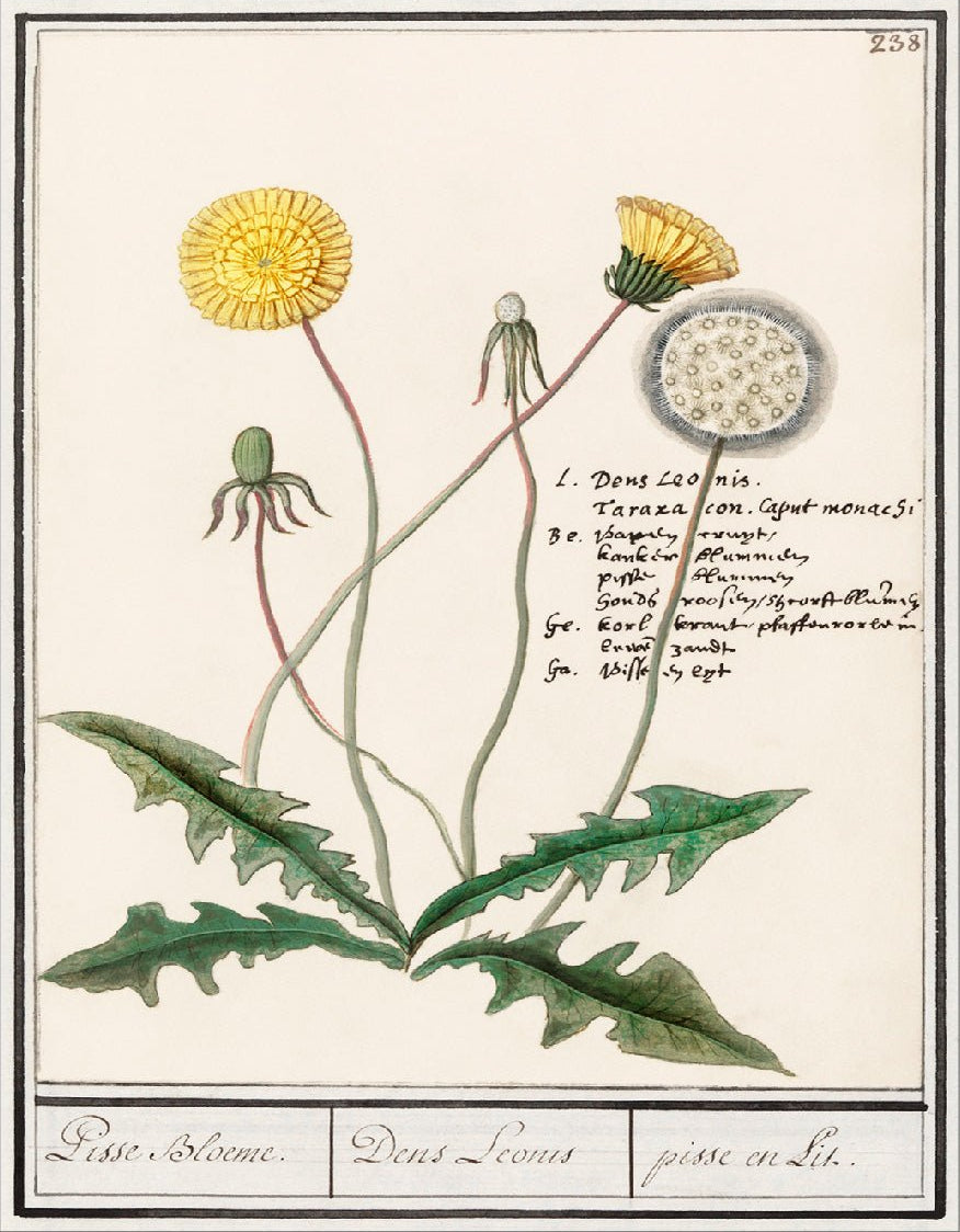 Decorative "Dandelion (1596–1610)" by Anselmus Boëtius de Boodt Poster | High - Quality Print | Repositionable Adhesive - Pasquín