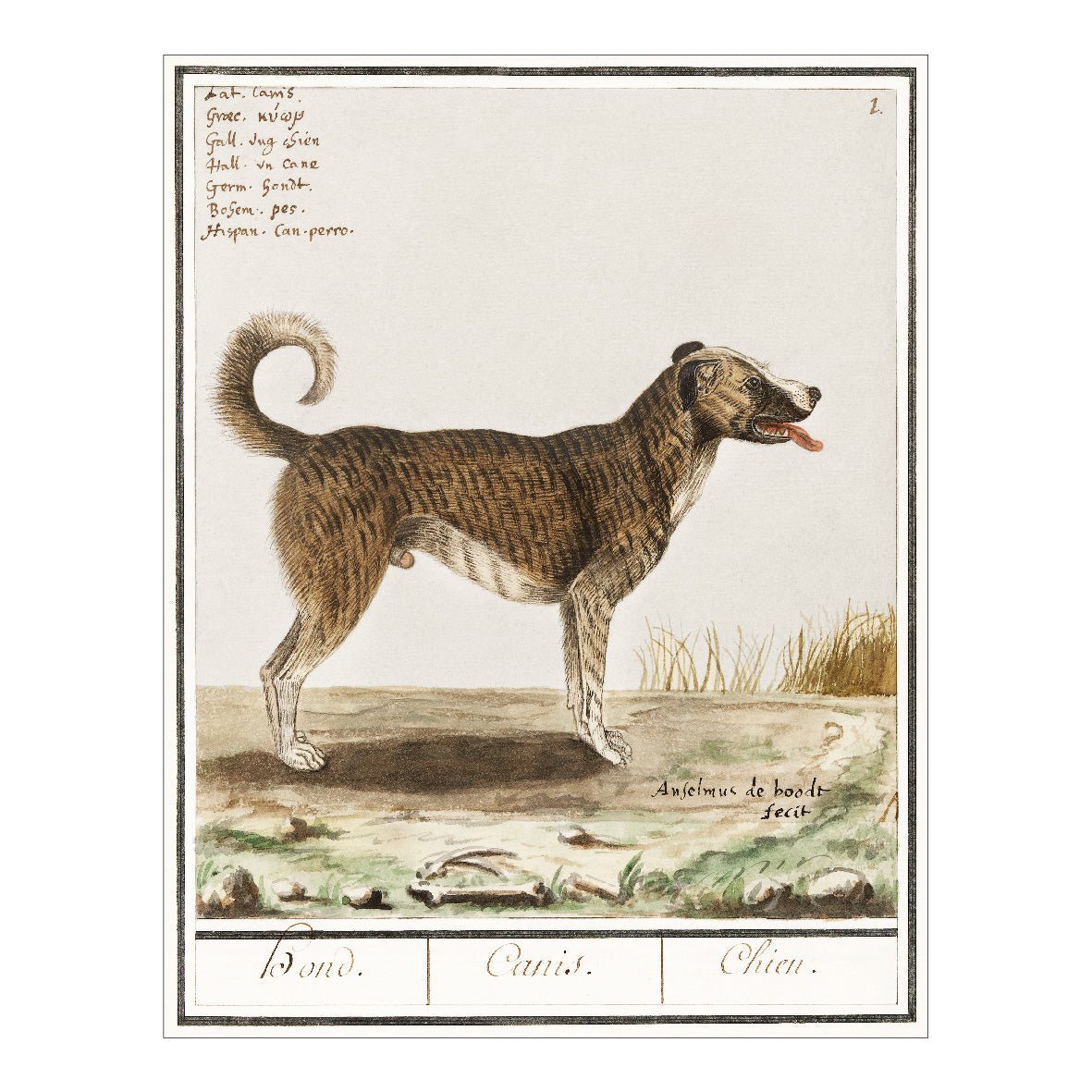 Decorative "Dog, Canis lupus familiaris" by Anselmus Boëtius de Boodt Poster | High - Quality Print | Repositionable Adhesive - Pasquín