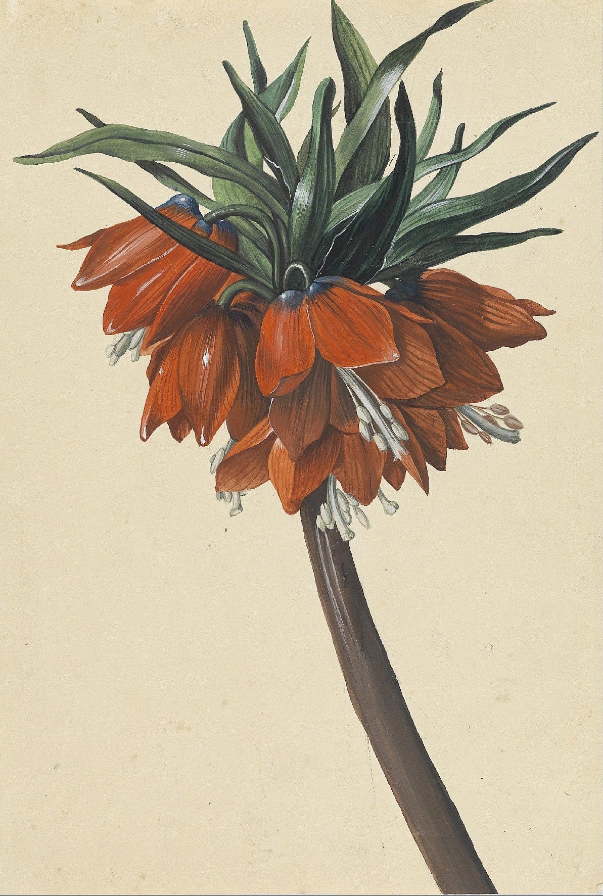 Decorative "Frittelaria imperialis" by Sebastian Wegmayr Poster | High - Quality Print | Repositionable Adhesive - Pasquín Store