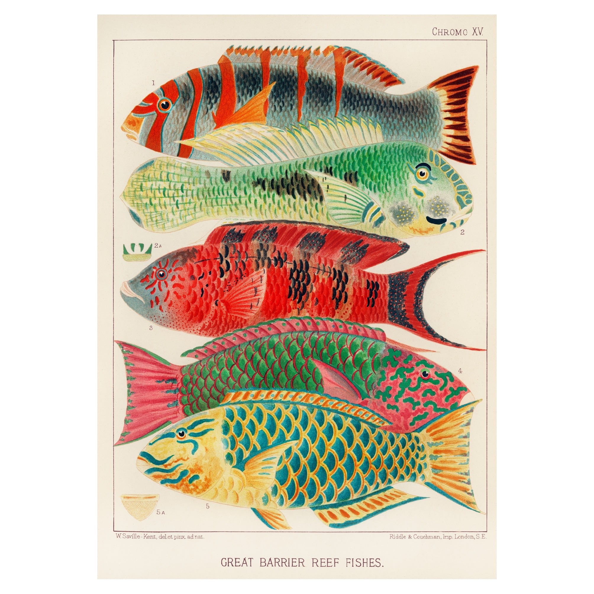 Decorative "Great Barrier Reef Fishes" by William Saville - Kent Poster | High - Quality Print | Repositionable Adhesive - Pasquín Store