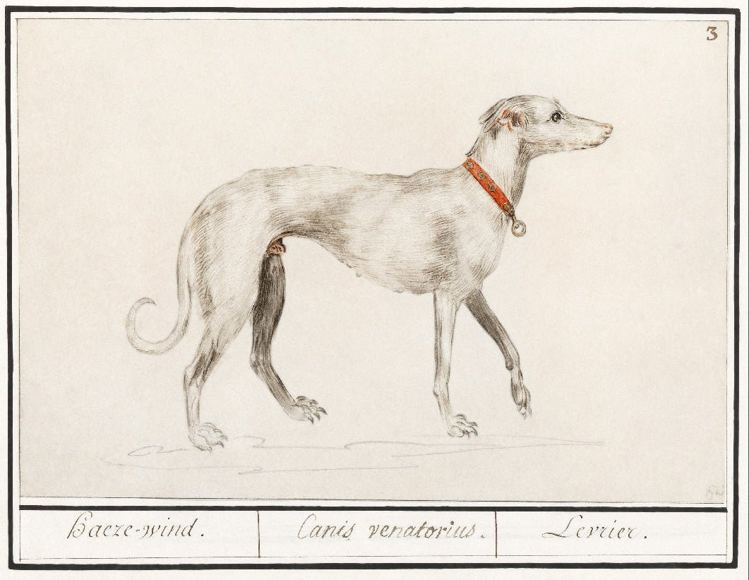 Decorative "Greyhound (1596–1610)" by Anselmus Boëtius de Boodt Poster | High - Quality Print | Repositionable Adhesive - Pasquín