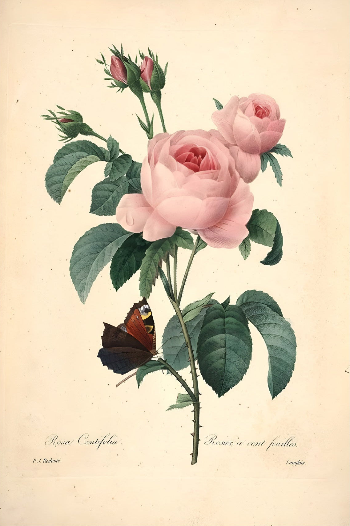 Decorative "Hundred Leaf Rose" by Selection of the most beautiful flowers Book Poster | High - Quality Print | Repositionable Adhesive - Pasquín