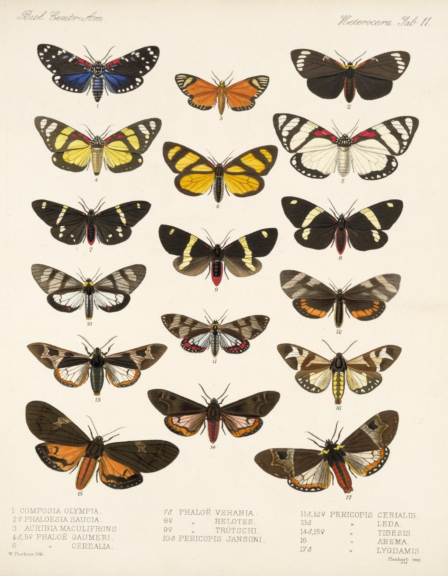 Decorative "Insecta Lepidoptera - Heterocera 02" by Frederick DuCane Godman | High - Quality Print | Repositionable Adhesive - Pasquín
