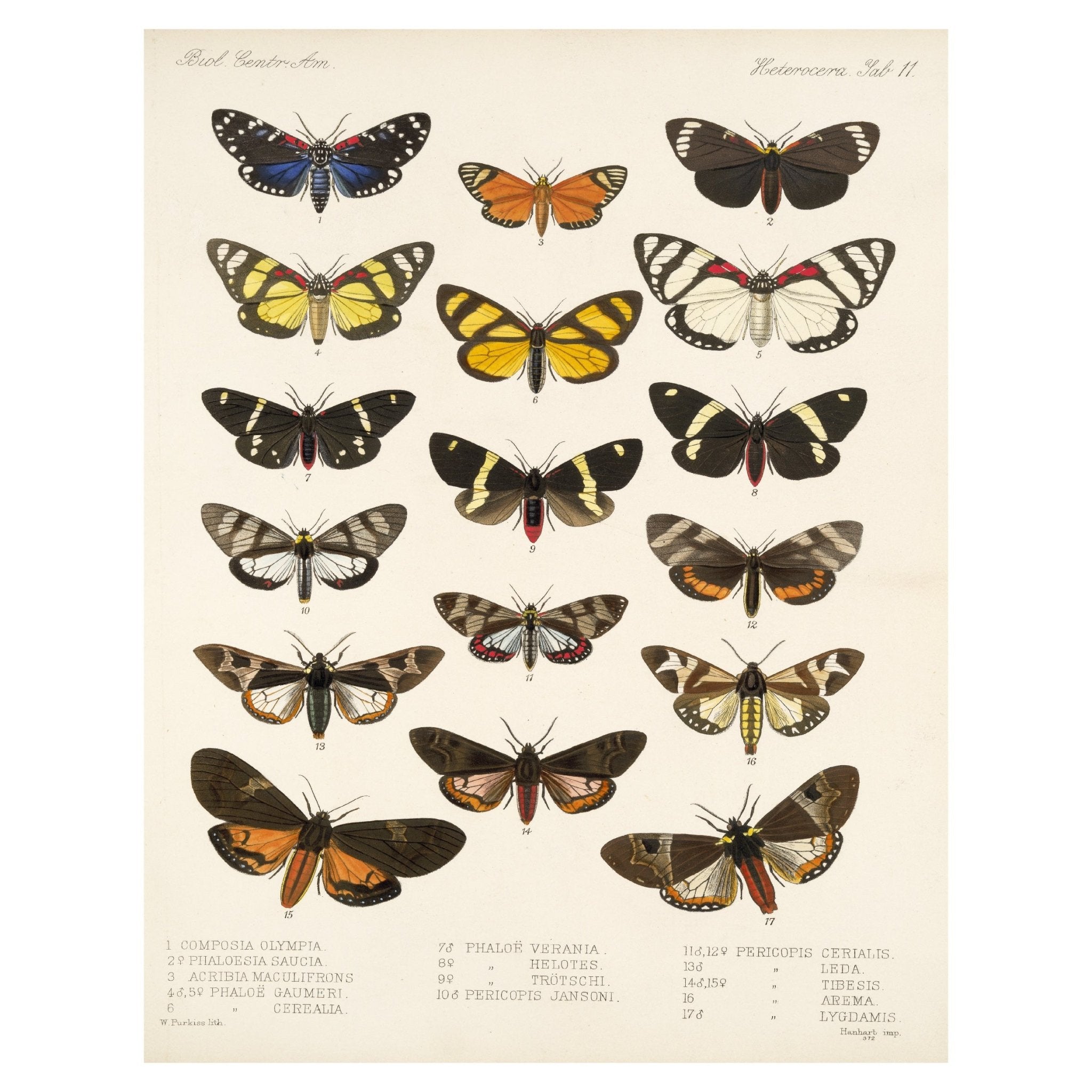 Decorative "Insecta Lepidoptera - Heterocera 02" by Frederick DuCane Godman | High - Quality Print | Repositionable Adhesive - Pasquín