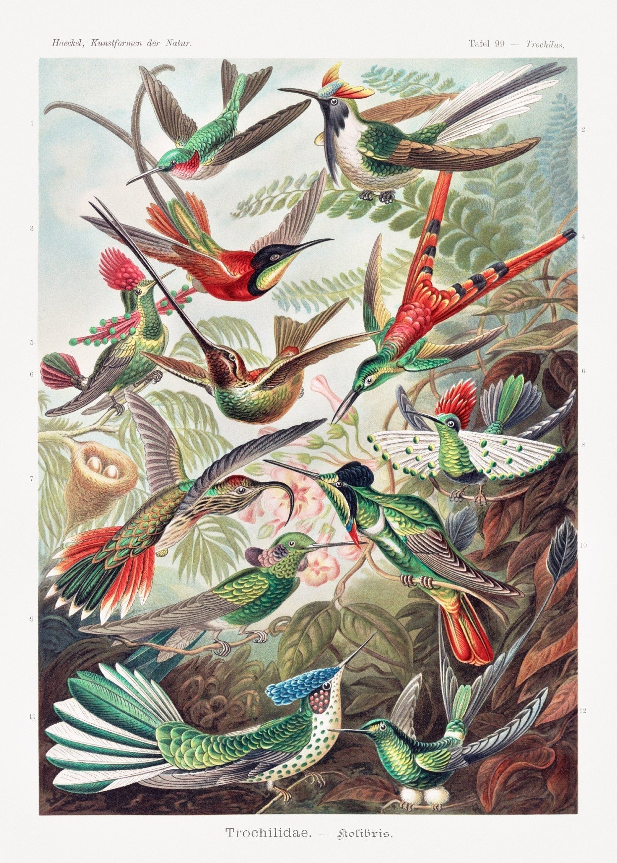 Decorative "Les Chiens Coiffés (1825)" by A. Cheyère | High - Quality Print | Repositionable Adhesive - Pasquín